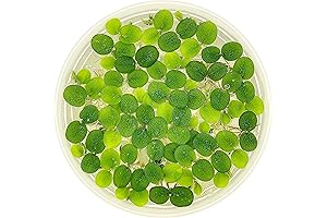 Back to the Roots Water Garden Betta Fish Tank Essentials: Live Salvinia...