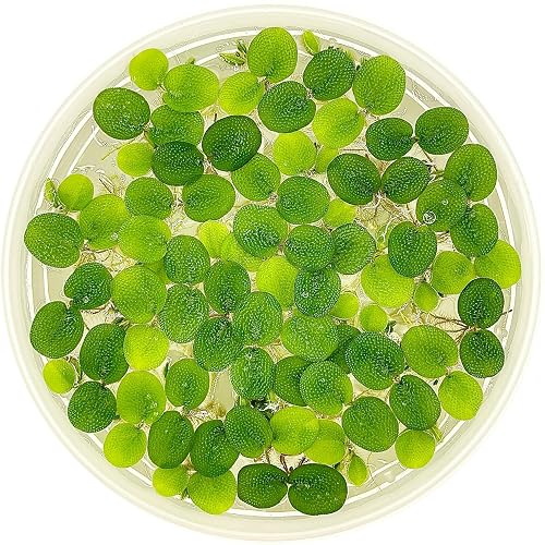 Water Spangle Salvinia Minima 12 Plants Floating Pond