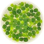 Water Spangle, Salvinia Minima, Live Aquarium/Aquatic/Freshwater/Floating/Pond Plant/Planted Tank/Aquascaping/Paludarium by Aquarium Plant Center (12 Plants, 60+ Leaves)