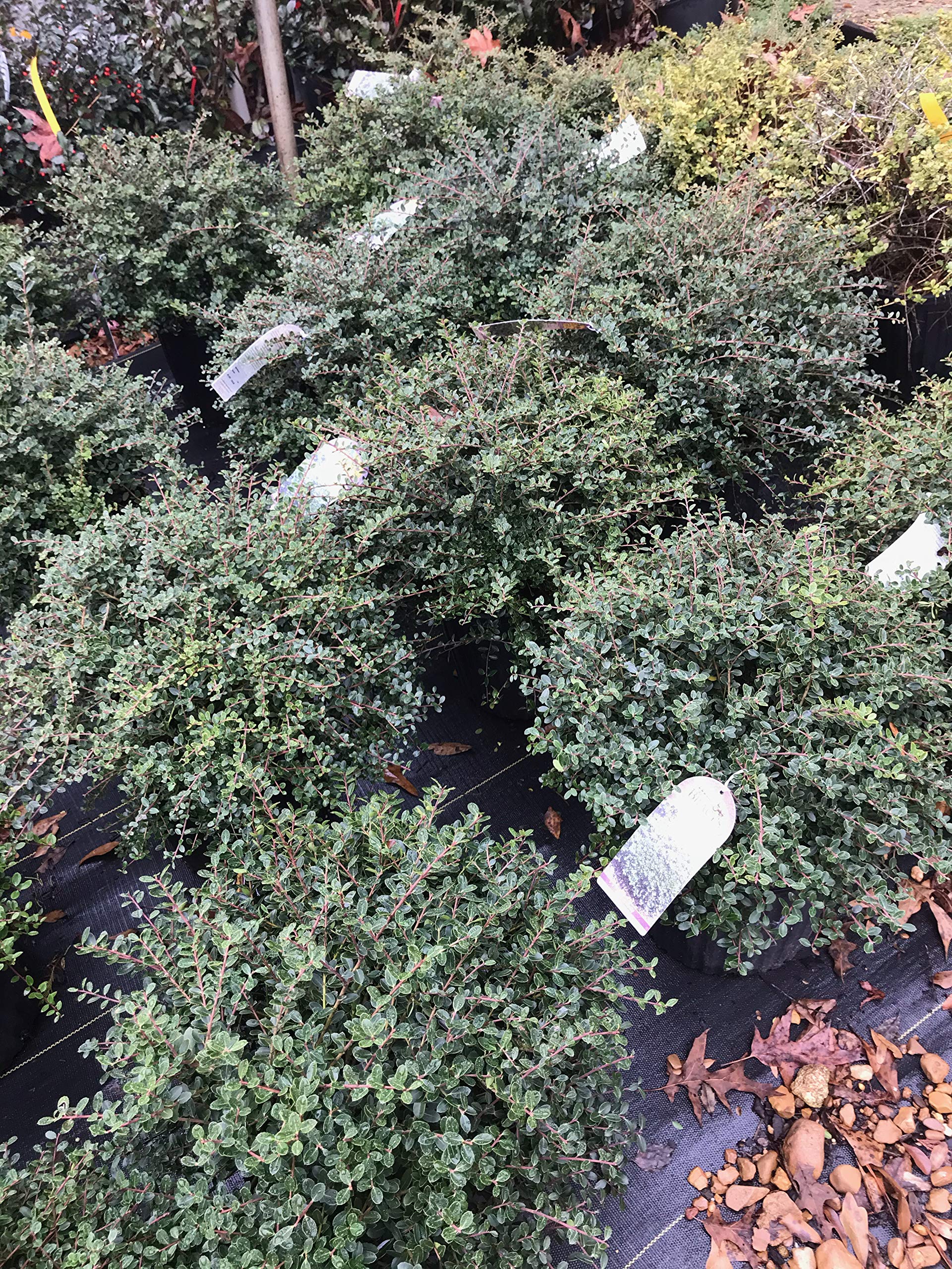 Amazon.com : Heller's Japanese Holly (Ilex crenata 'Helleri
