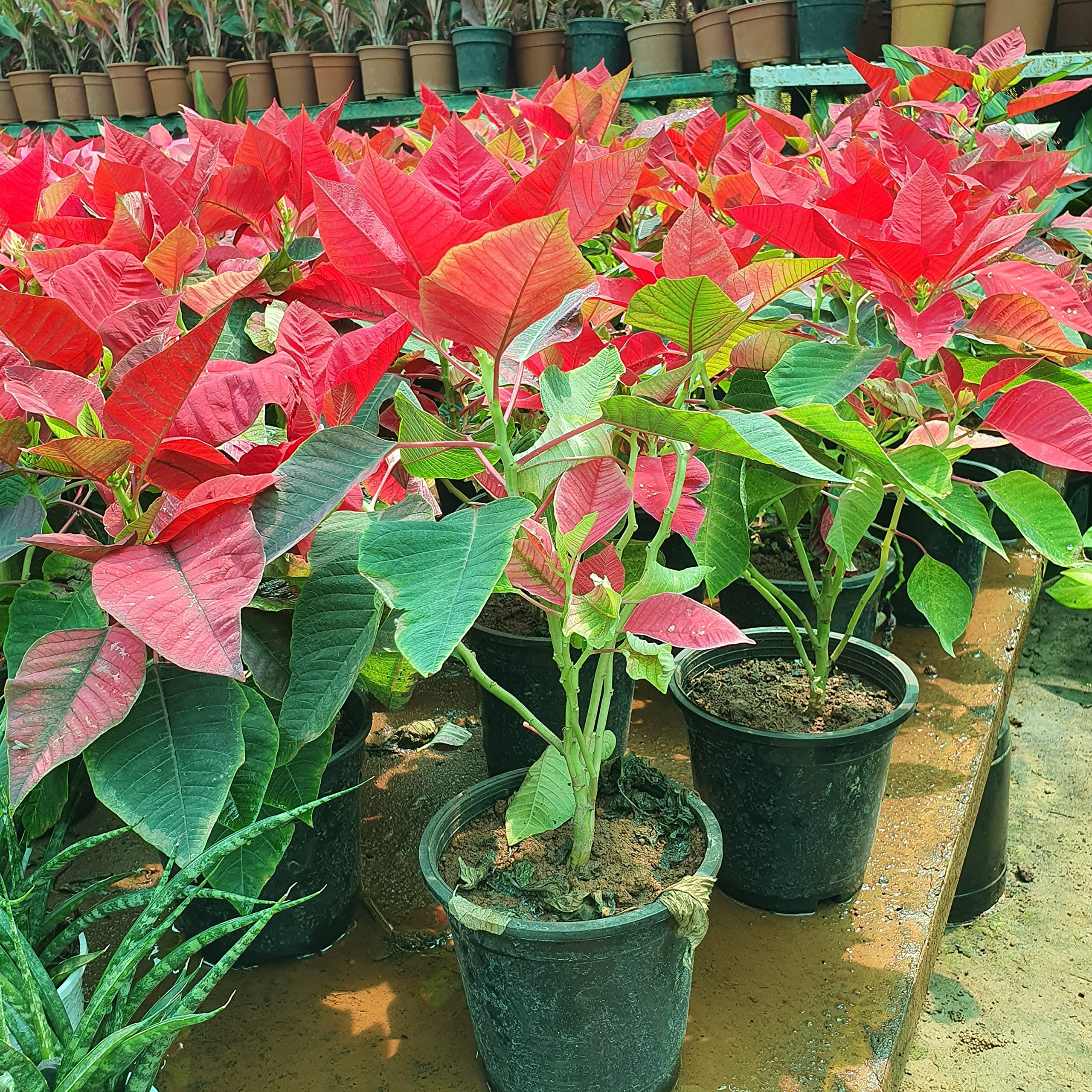 Red Poinsettia Seeds - Christmas Flower Seeds -3