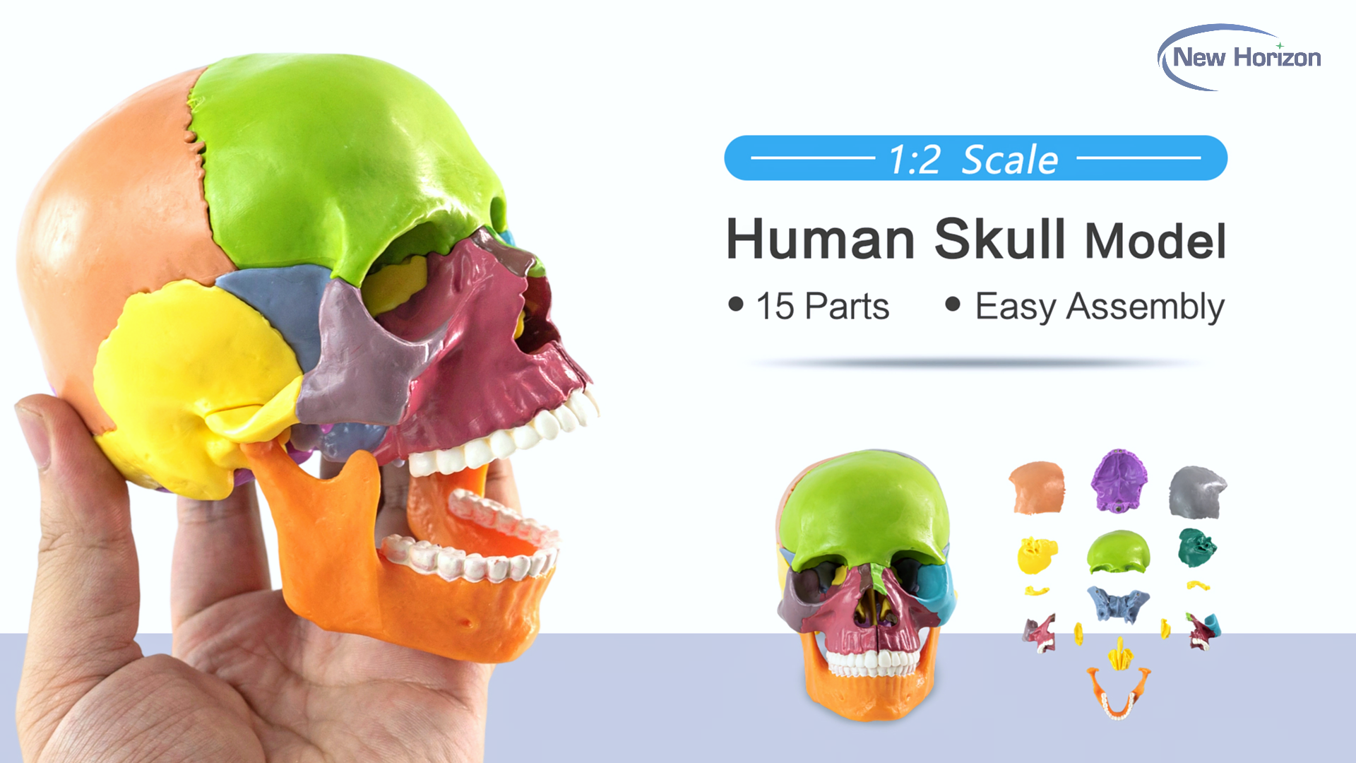 Amazon.com: New Anatomy Skull Model 15 Parts Human Anatomy