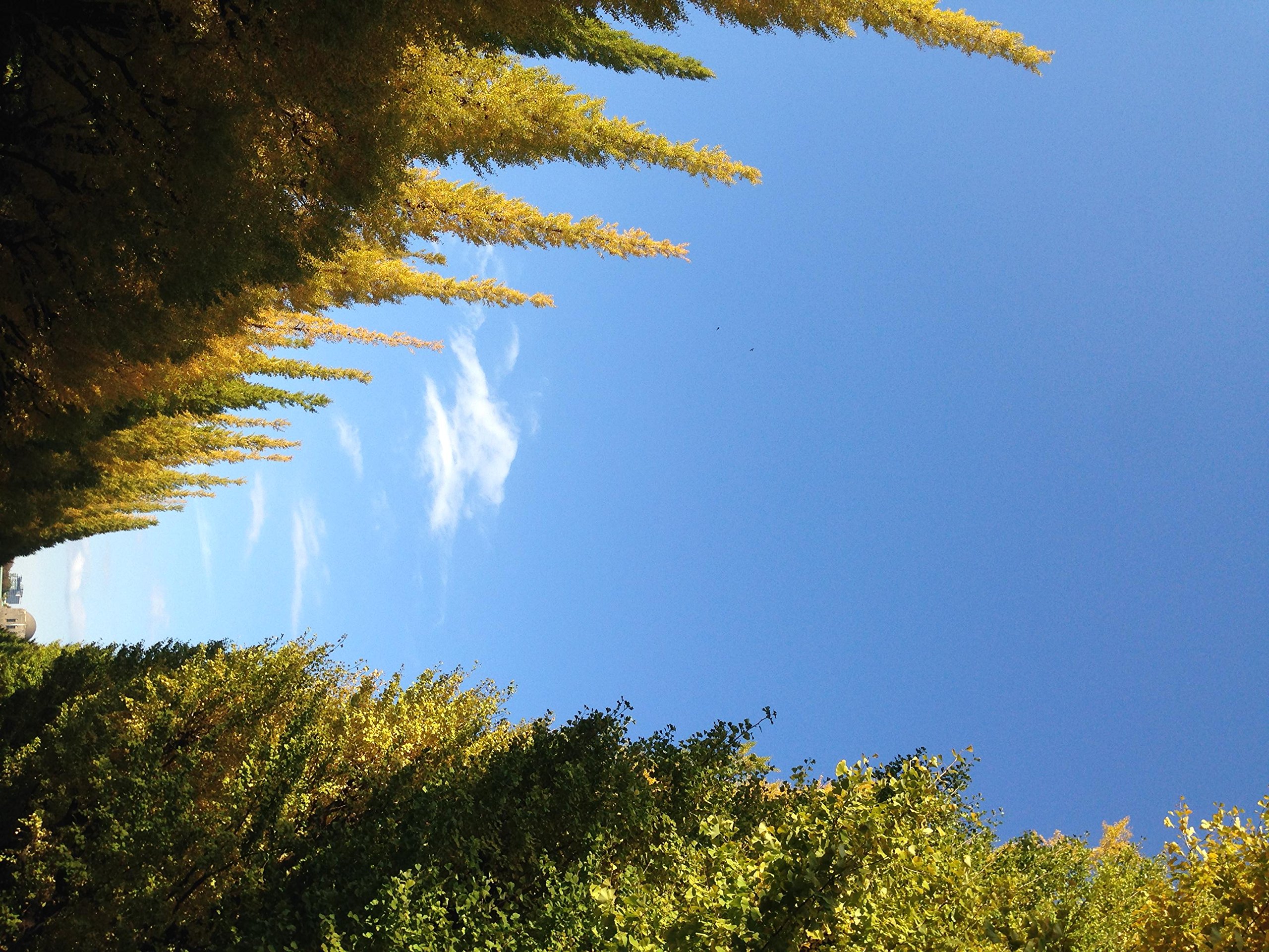 Seichi Gakuin Daigaku no kage (Japanese Edition)