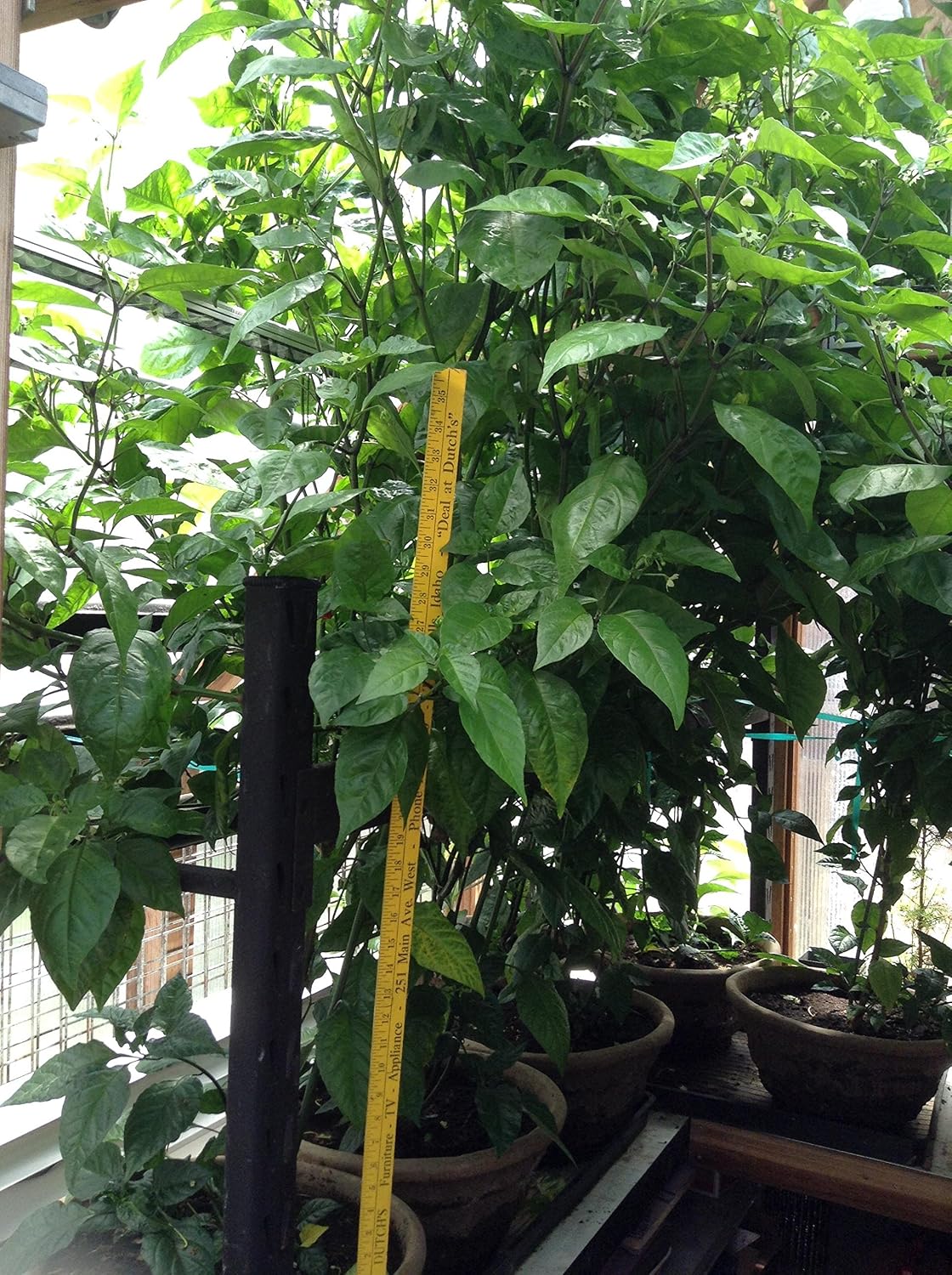 3Qty Red Caroliina Reapers