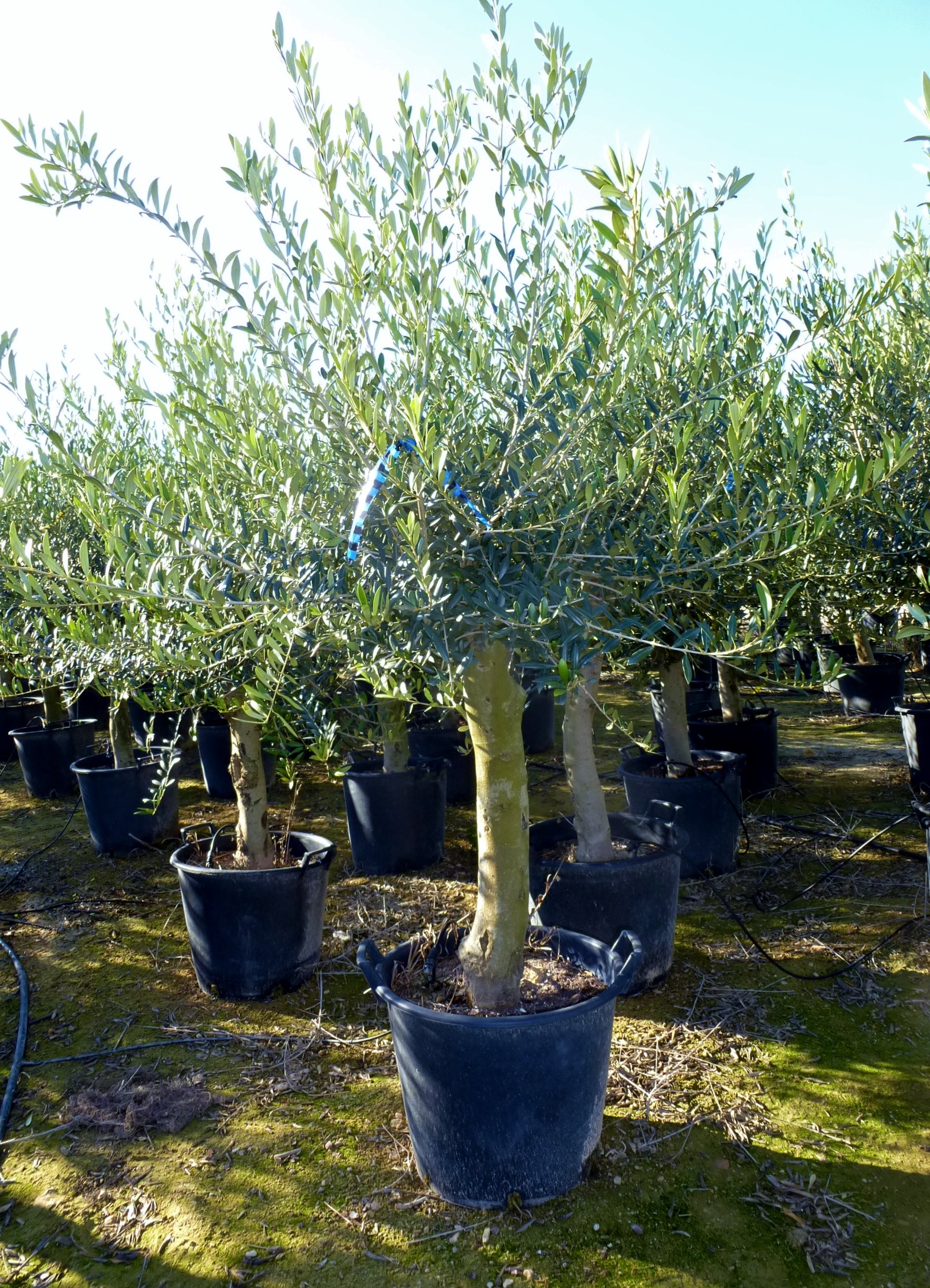 [Palmenlager] - Olivenbaum Olea europea - 180 cm - dicker Stamm 20 cm  Umfang - Pot 30 ltr.