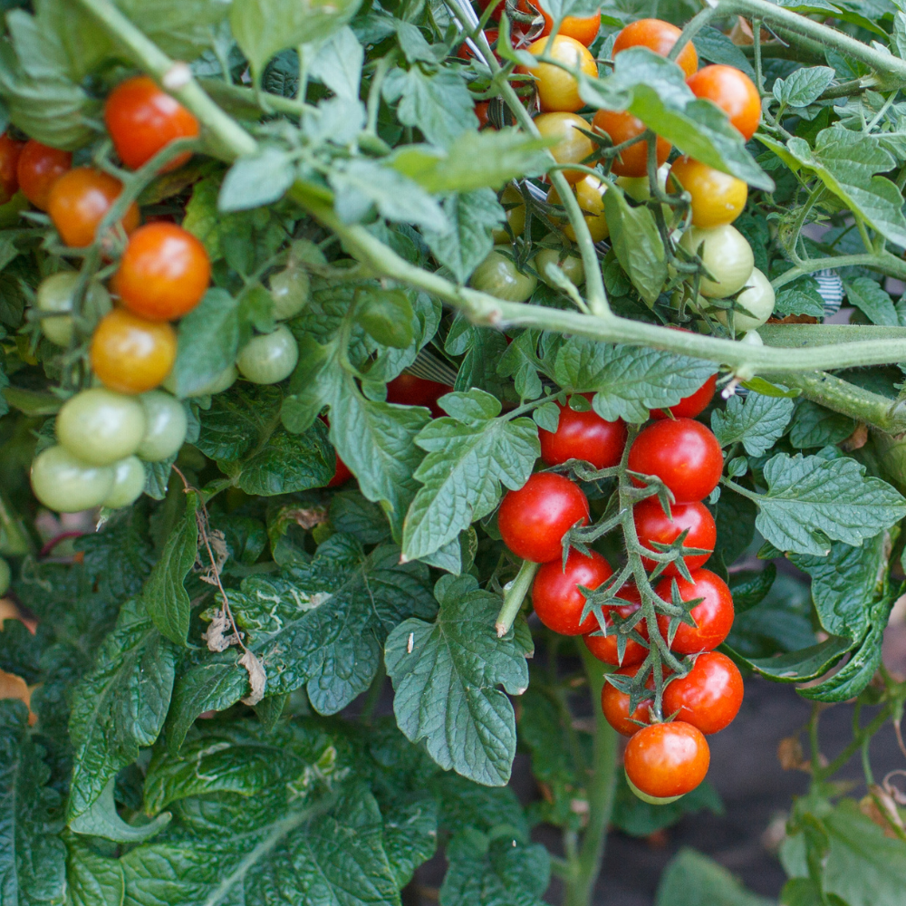 Amazon.com : 2 Tomato Plants Live for Planting Outdoors, Tree