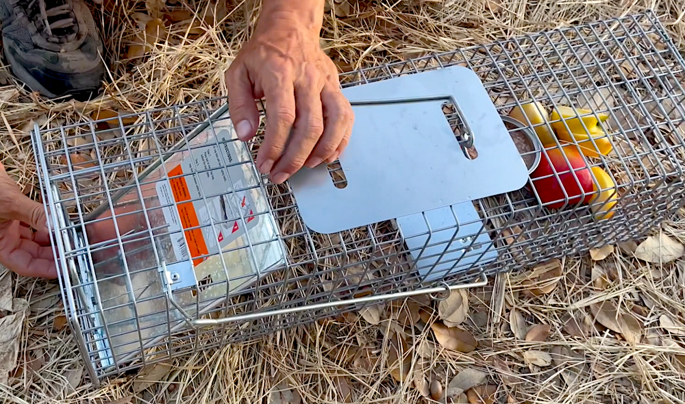 Watch Most Humane way to Trap Nuisance Animals | Very Effective on ...
