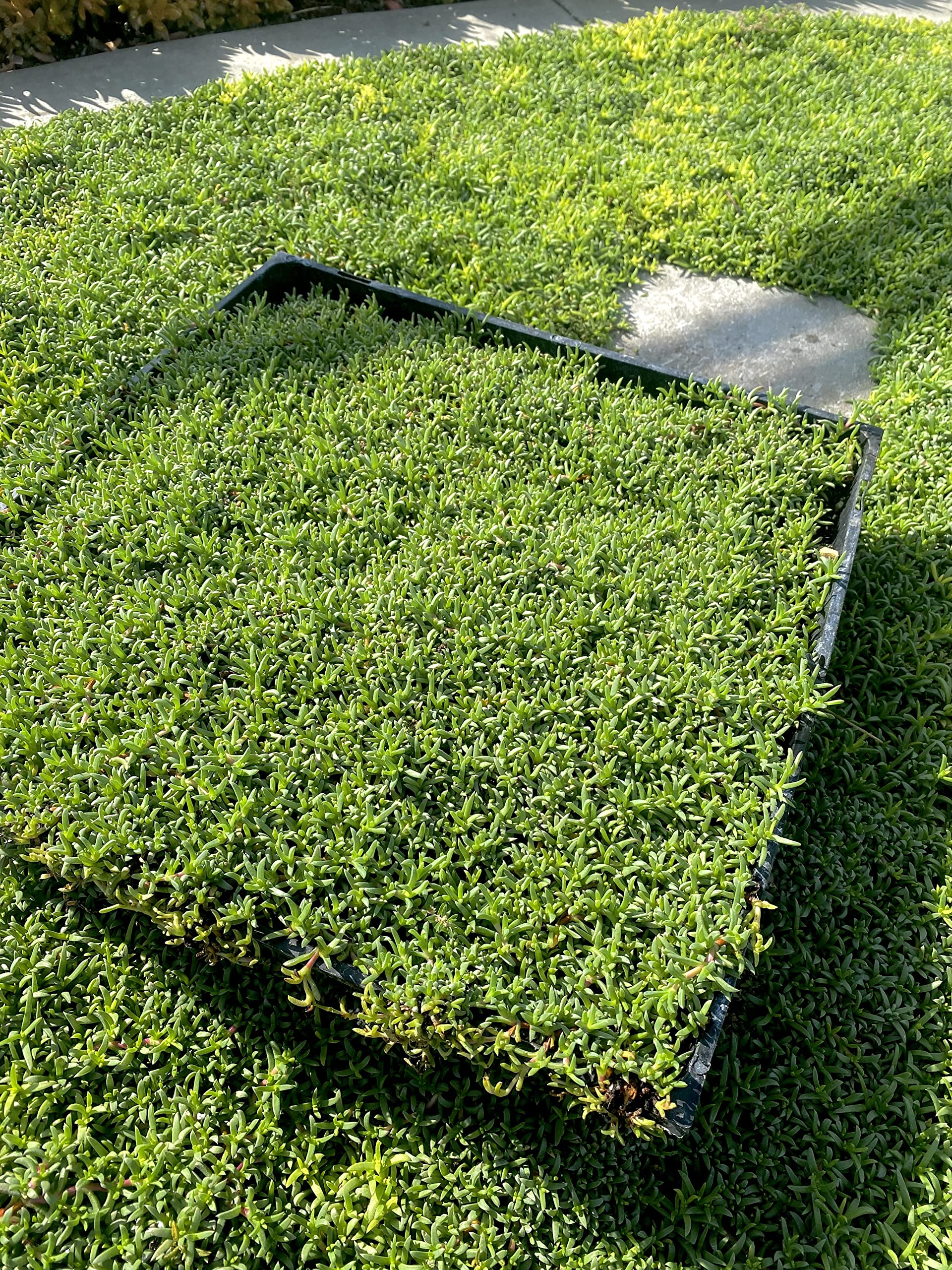 Amazon.com : BAREROOT Ruschia Lineolata 