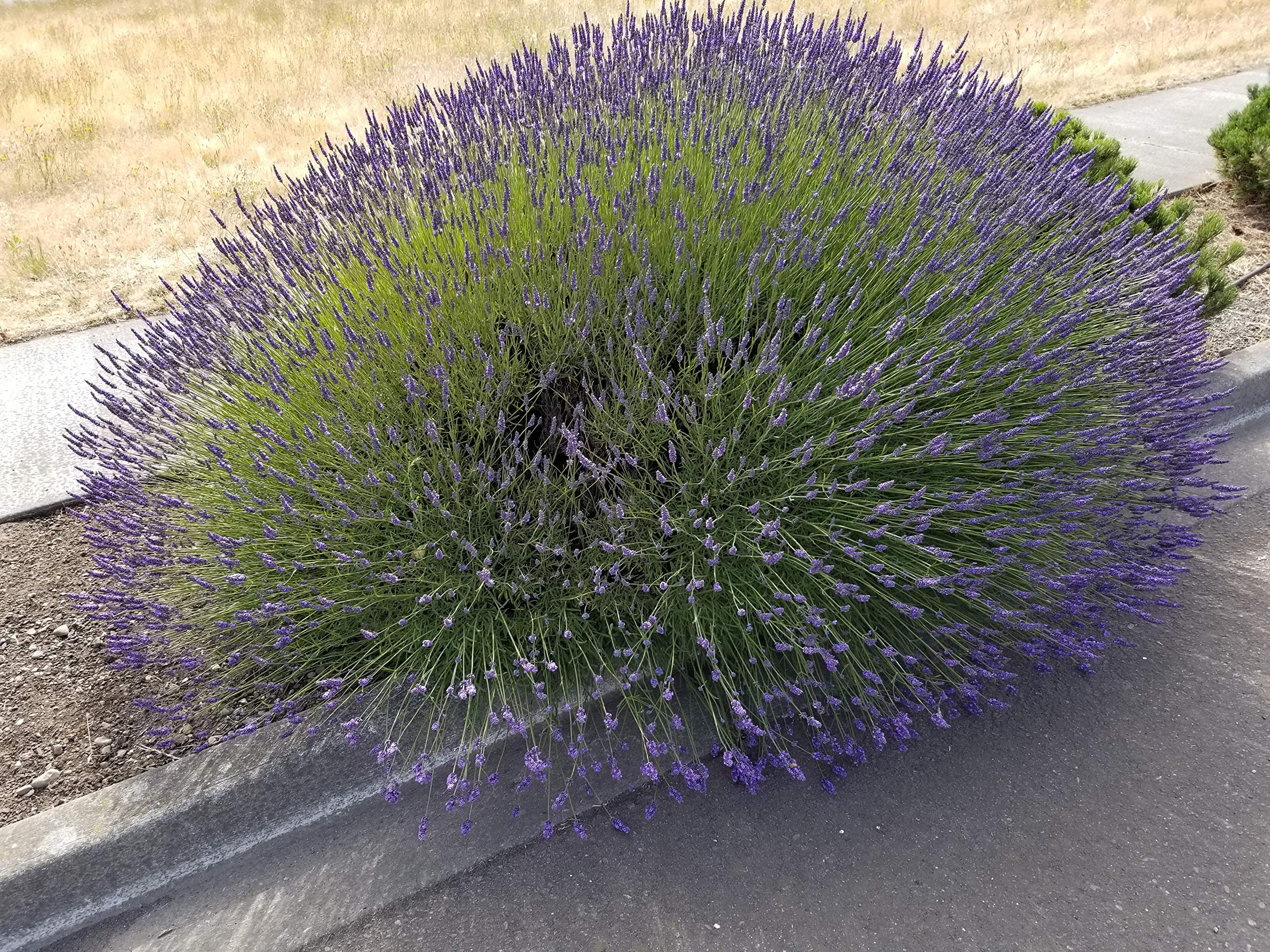 Findlavender Grosso Lavender
