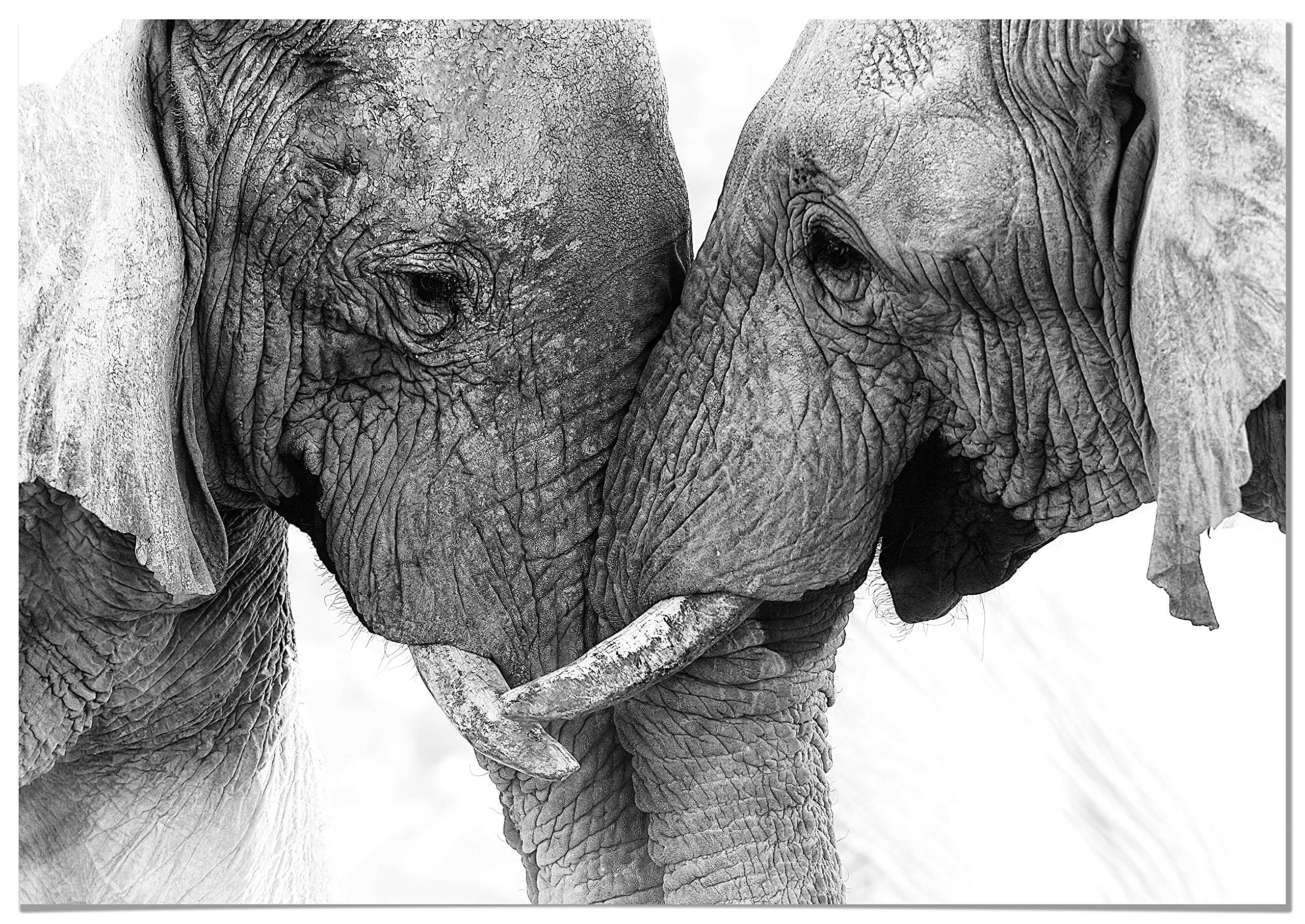 Panorama Poster Pareja Elefantes 100x70cm - Impreso en Papel de 250gr - Cuadros de Animales Decorativos de Salón Modernos - Decoración Dormitorio