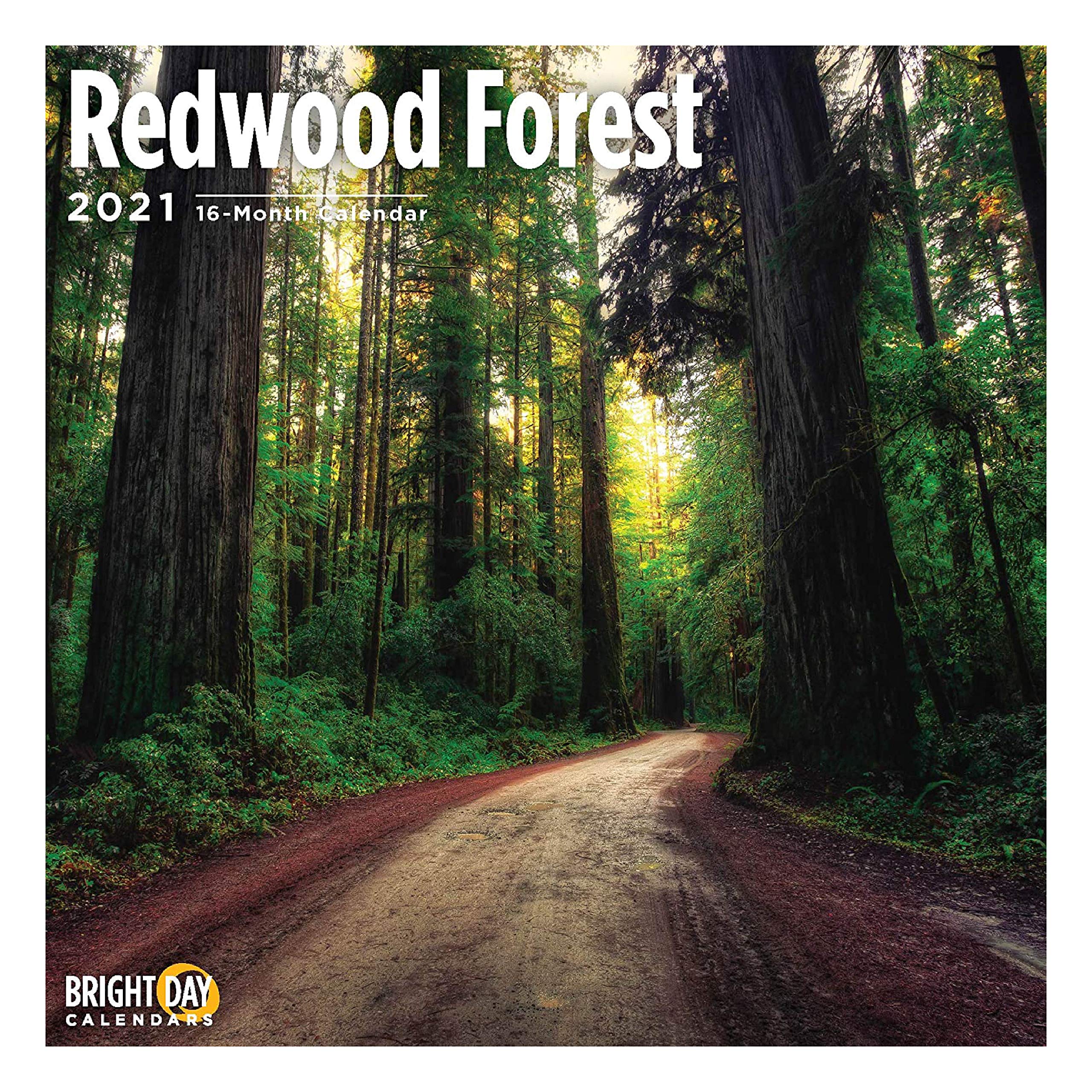 2021 Redwood Forest Wall Calendar by Bright Day, 12 x 12 Inch, Beautiful Tree Sequoia Cypress
