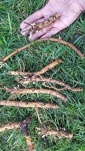 Miniatura 3 de Rizomas de lúpulo Chinook Crece muy bien en zonas de alto calor