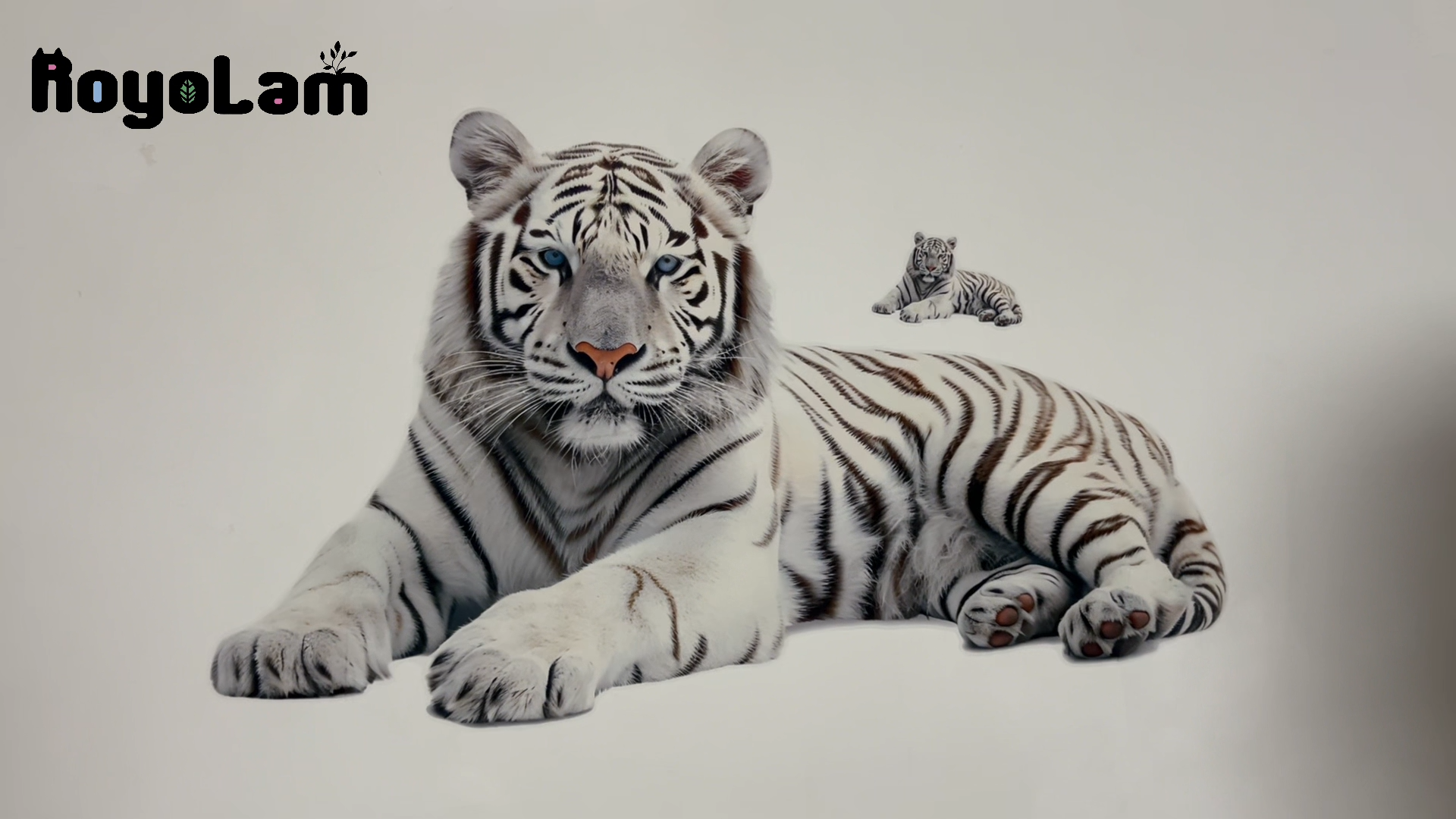 Vinilo decorativo tigre blanco reposado para pared 60x44 cm miniatura 7