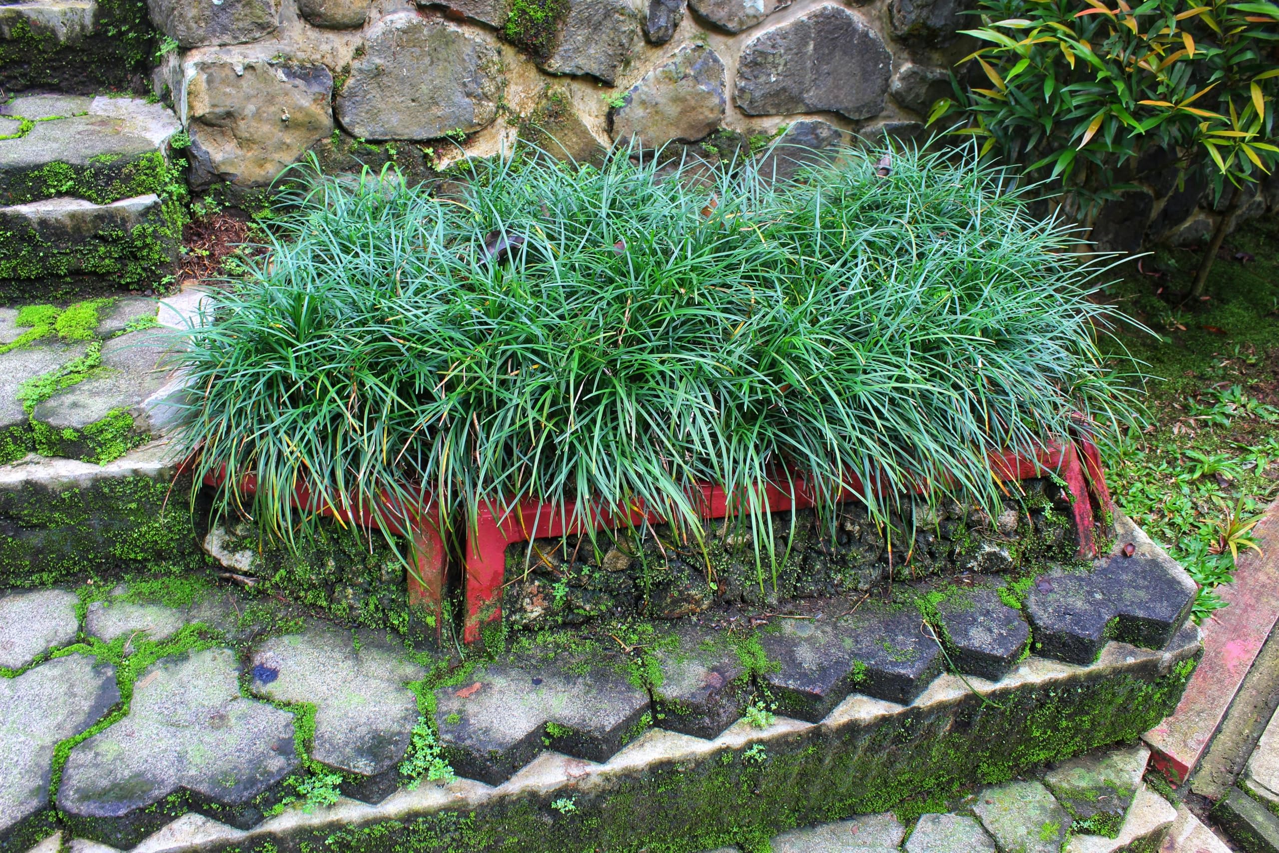 Stauden Gänge 100 x Ophiopogon japonicus 'Sparkler' winterhart