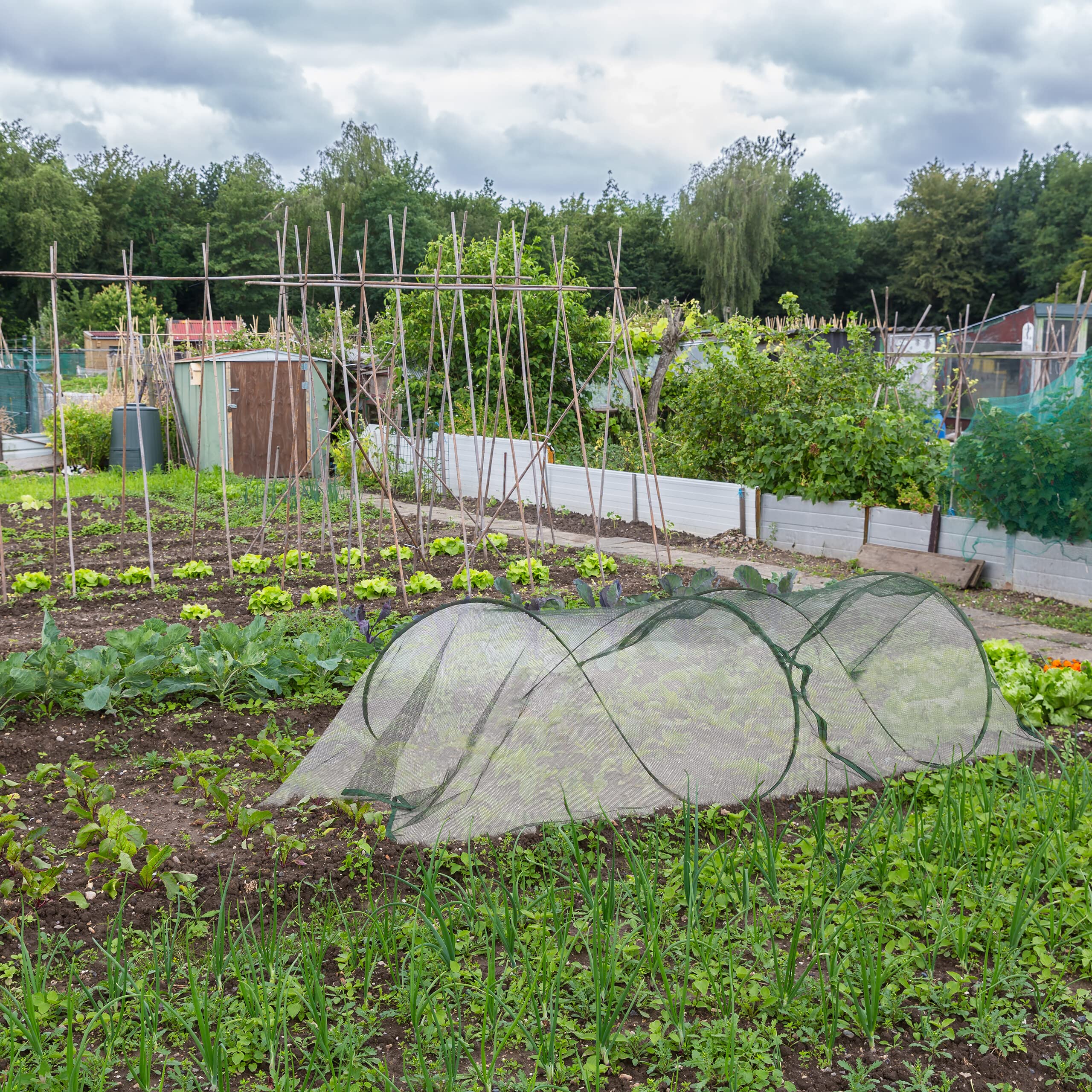 Relaxdays Tunnel de Croissance Pliable, système « Pop up », 2,5 m, Filet, pour légumes et Fraises, Vert foncé