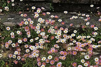 Erigeron karvinskianus - a Garden Tested, Hardy Perennial Plant - Mexican Fleabane