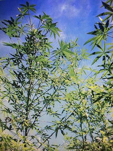 Miniatura 3 de 1240-False Kenaf Hibiscus (Malvaceae cannabinusL) Semillas de Robsrareandgiantseeds UPC0764425789239 Sin OMG, orgánico, cultivador estadounidense,