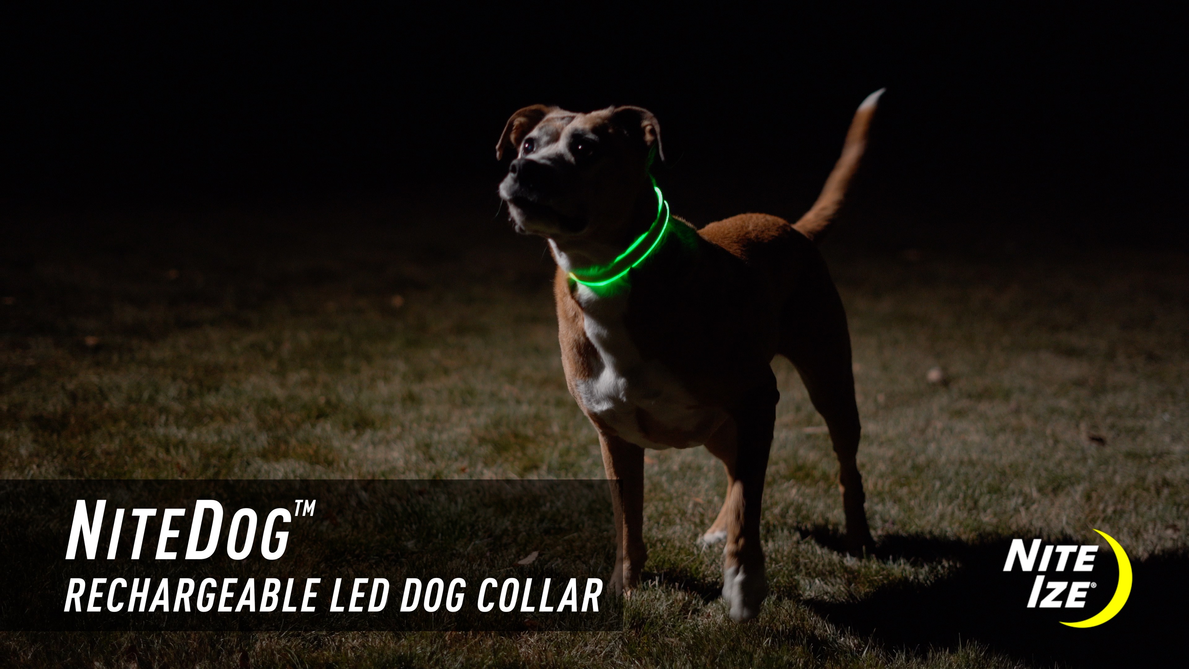 Amazon.com : Nite Ize NiteDog Rechargeable LED Collar - Light Up
