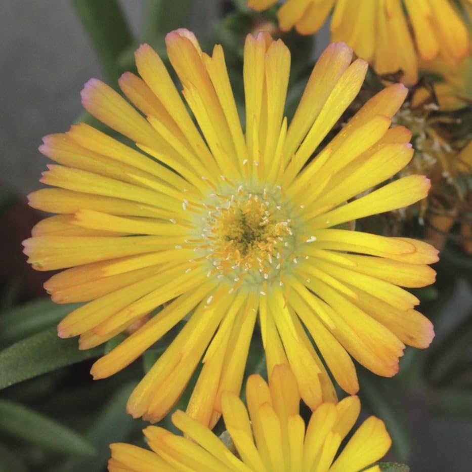 Delosperma Jewel of Desert Suntropics® 'Yellow' Perennial Plug Plants Pack x6