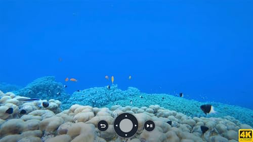 4K Underwater Wonders - Música relaxante - Recifes de coral e vida marinha colorida em UHD