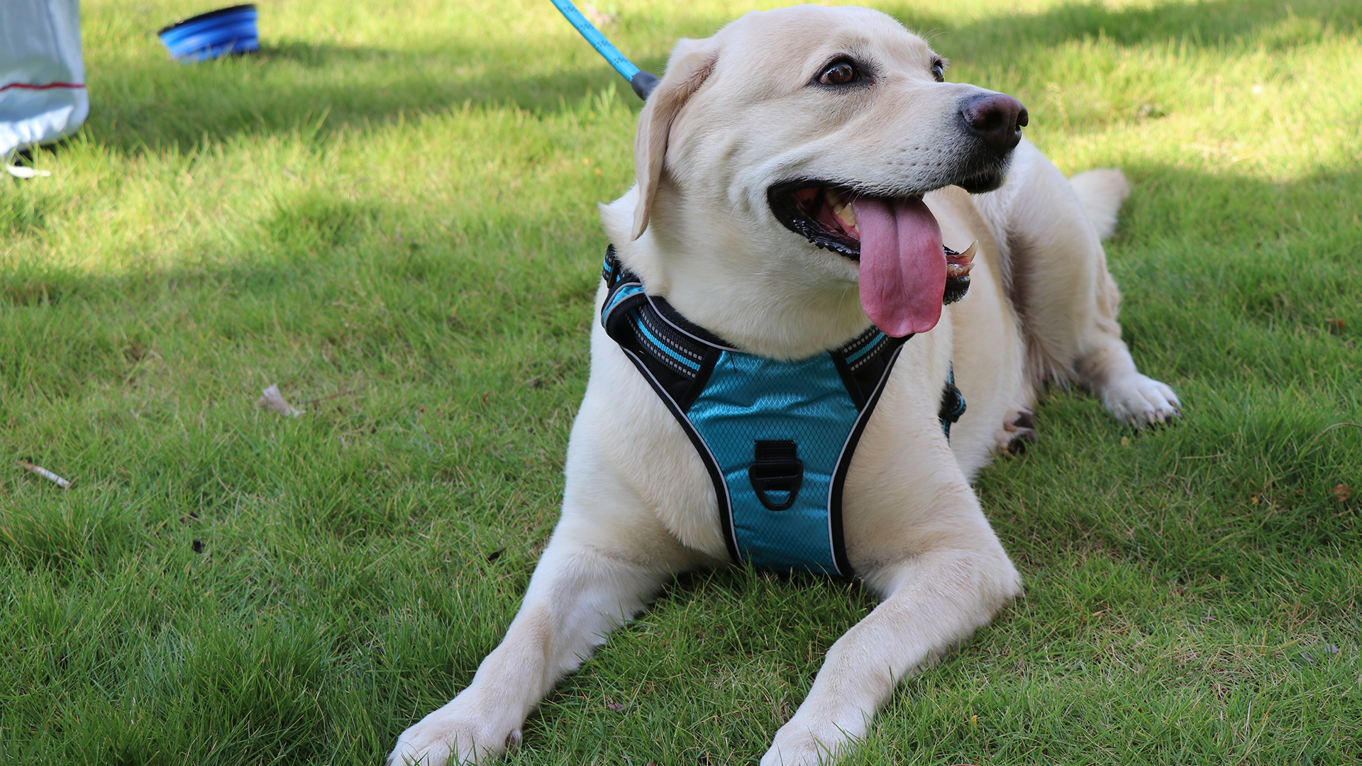 SYEENIFY No Pull Dog Harness, Adjustable Soft Padded Dog Vest, Medium Large Dog Harness with 5FT Dog Leash,Reflective No… - Image 7