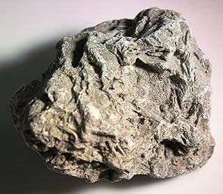 Fossiliferous Limestone Sedimentary Rock - 2 Pieces - Buy now