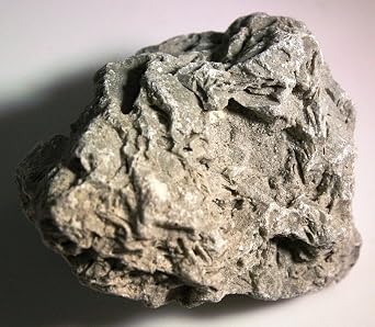 Fossiliferous Limestone Sedimentary Rock - 2 Pieces