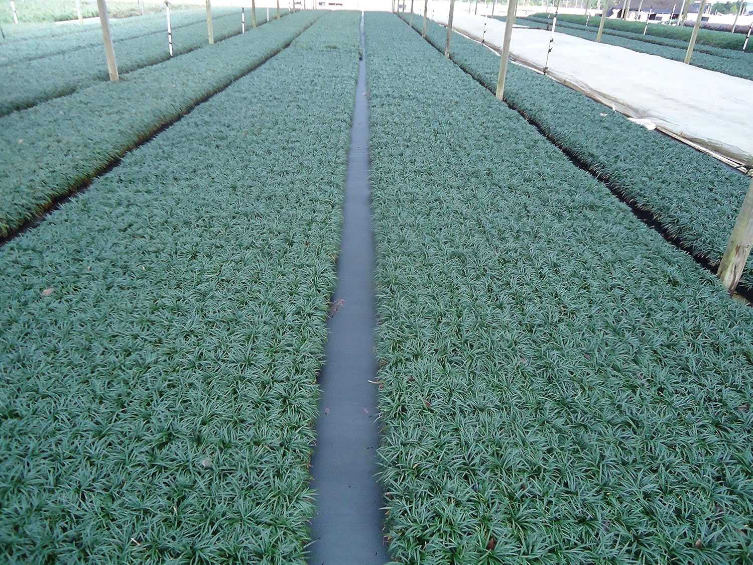 DWARF MONDO GRASS 50 PIPS