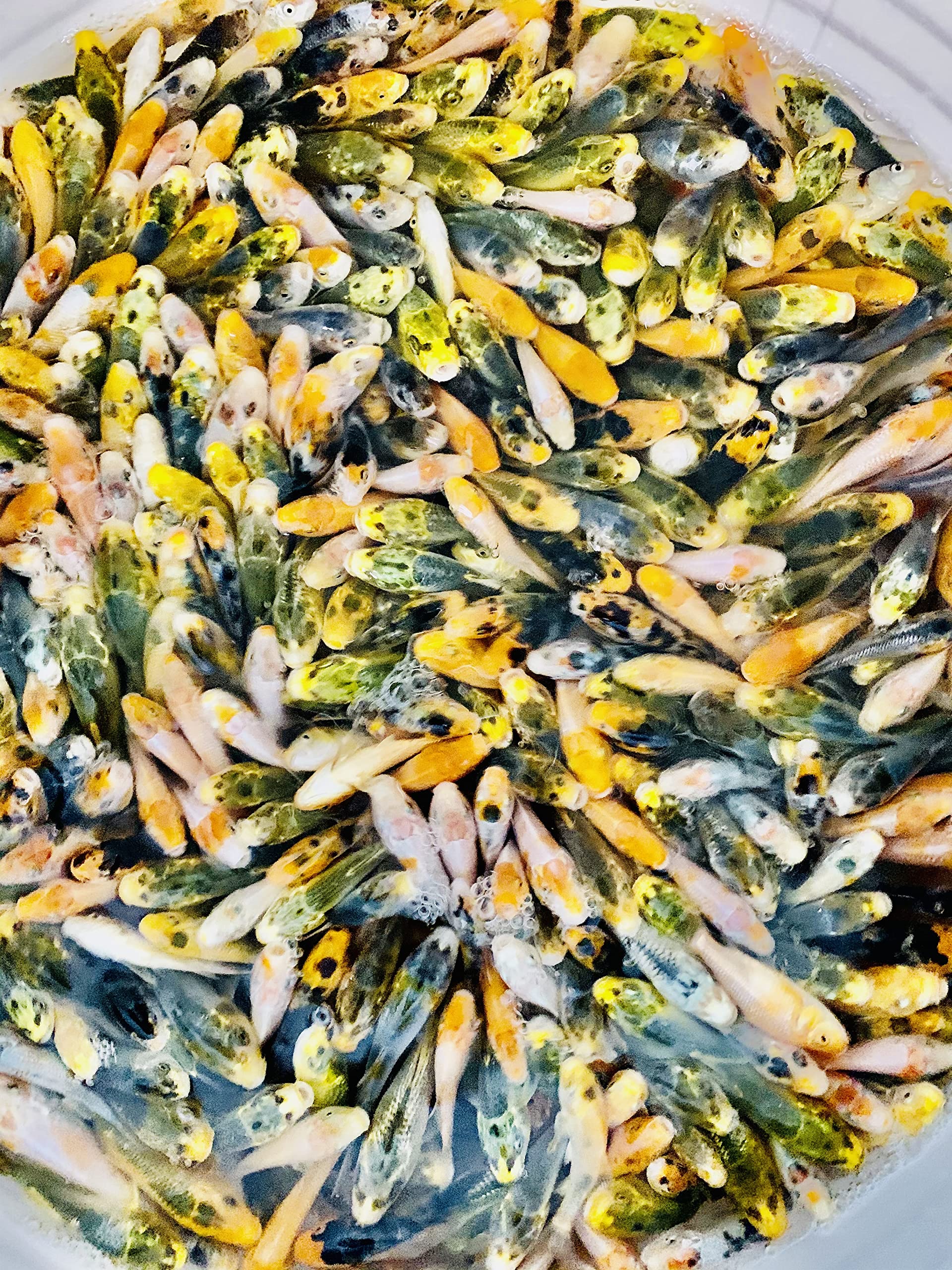 75-Lot Assorted 2”-4” Live koi fin Fish Mixed lot PKF