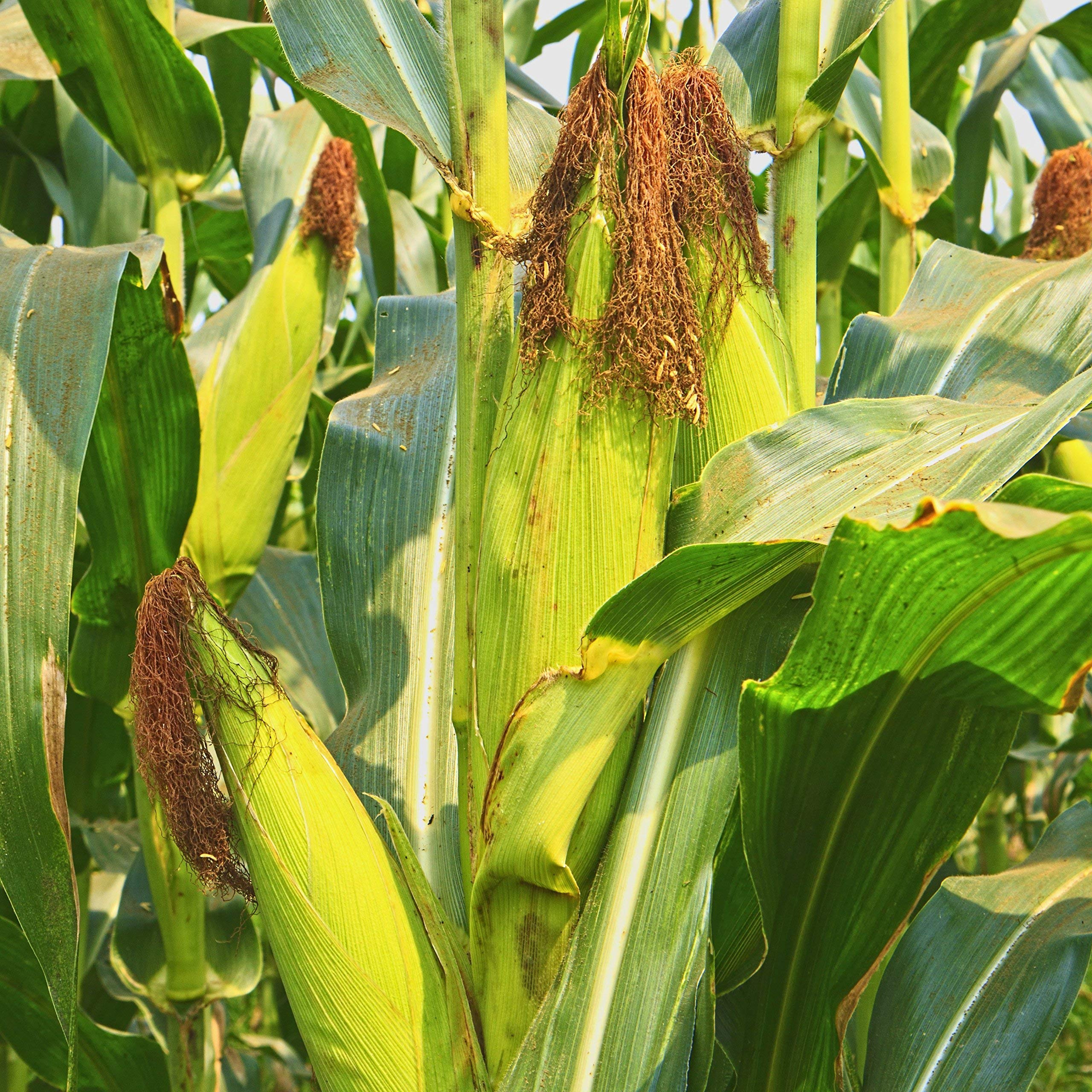 VIBEX -™ VXL-469 Sweet Corn Organic F1 Hybrid Seeds (B08YWS8FP2) Amazon Price History, Amazon Price Tracker