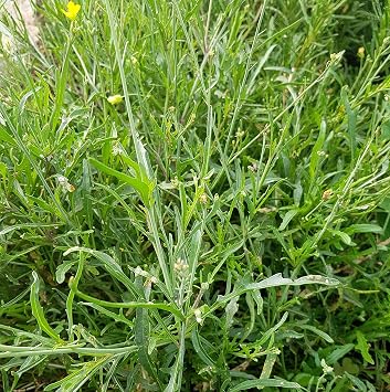 Wild Arugula 1000 Seeds Diplotaxis tenuifolia Heirloom - Non GMO