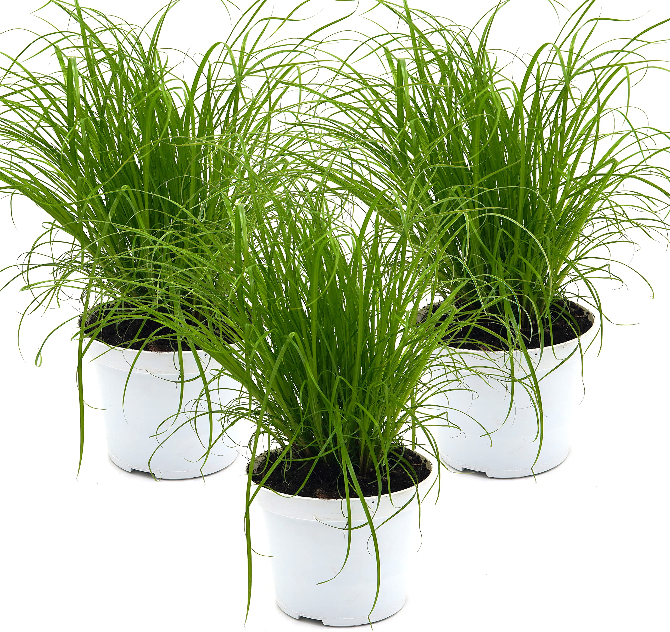 Müller Katzengras