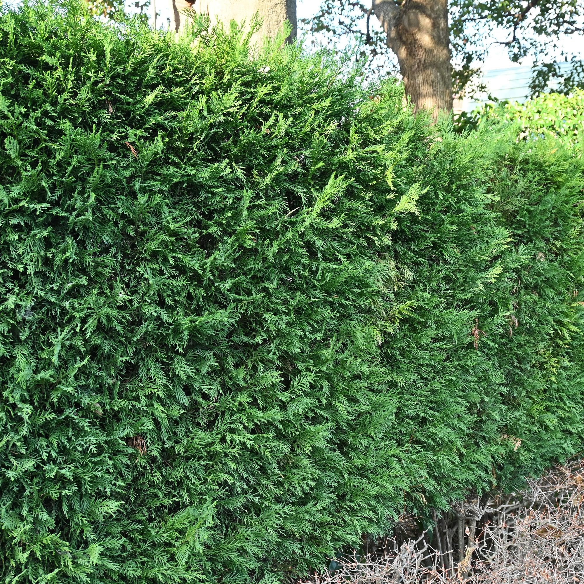 Leyland cyprys Cupressocyparis leylandii – wiecznie zielona roślina żywopłotowa – 8 roślin – 1 m – 9 cm wysokości 35-40 cm – szybko rośnie i jest łatwa w pielęgnacji