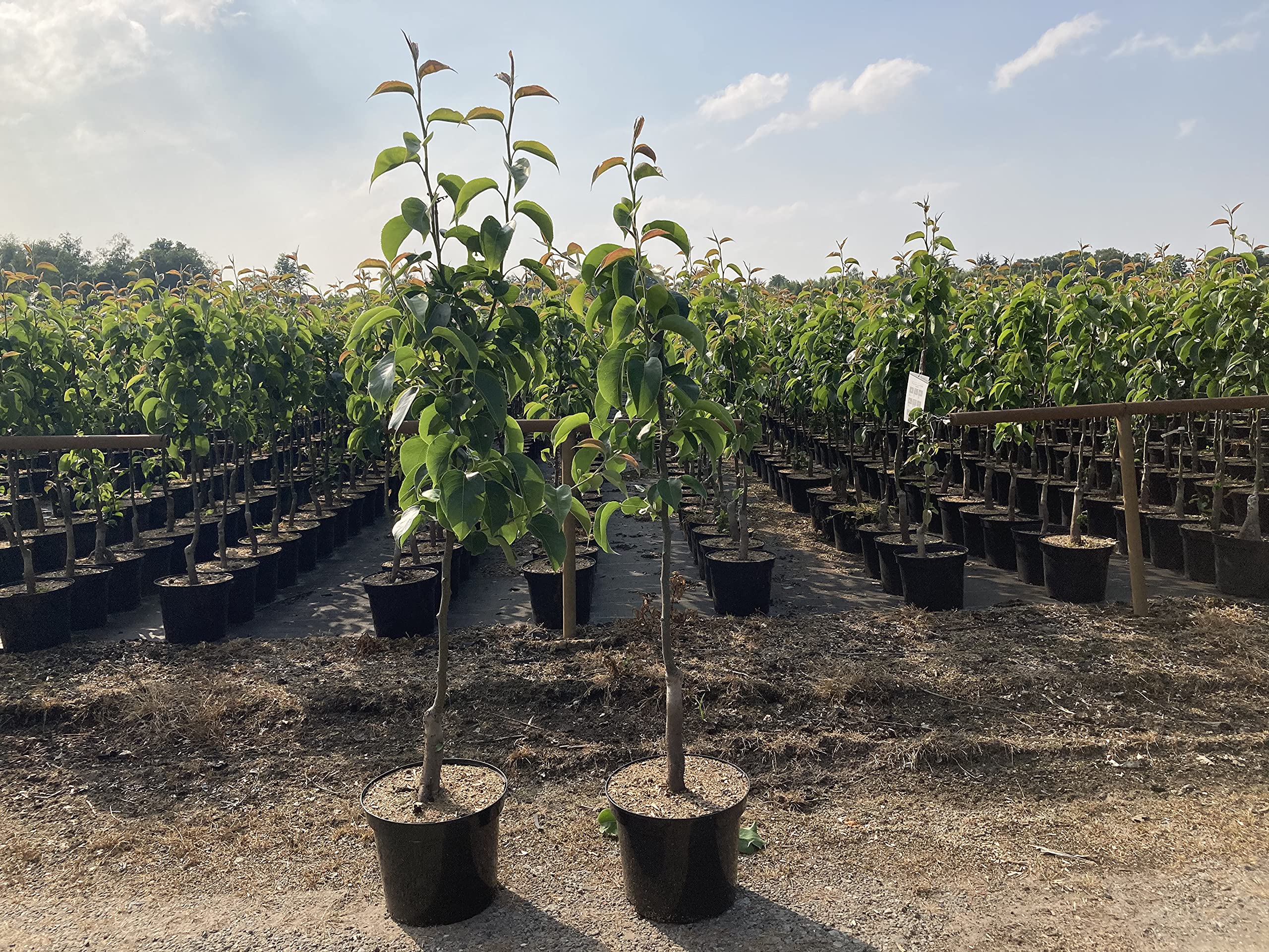 Mirabelle 'Show Late' Baum 120-140cm - Spät Blühender Mirabellenbaum Im Topf