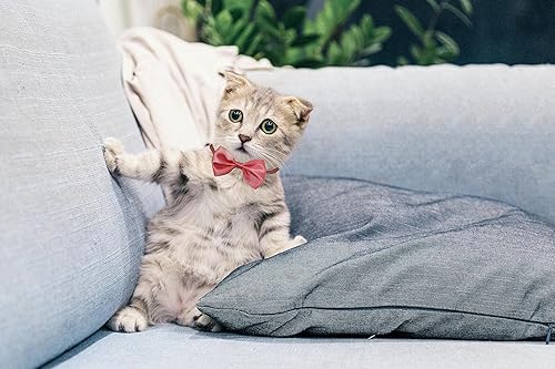 Miniatura 5 de ComiMag 6 pajaritas de pollo, collar de gallo, collar de cuervo, arco de hámster, arco de loro, lazo de pájaro, lazo de animal pequeño, 12