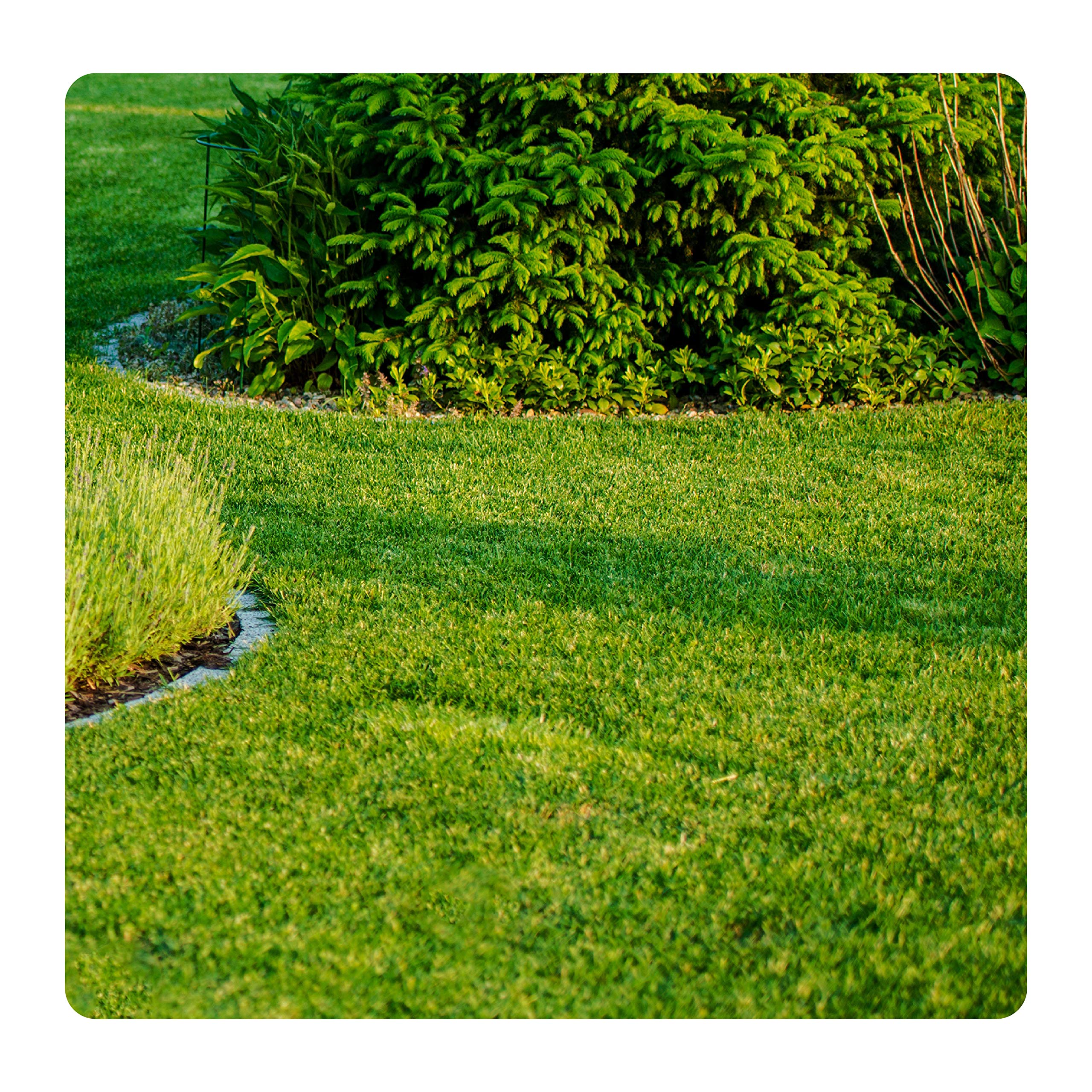 Neudorff Lot de 3 tests de pH au sol pour une identification simple et précise des besoins calcaires (pH de la valeur du plancher)