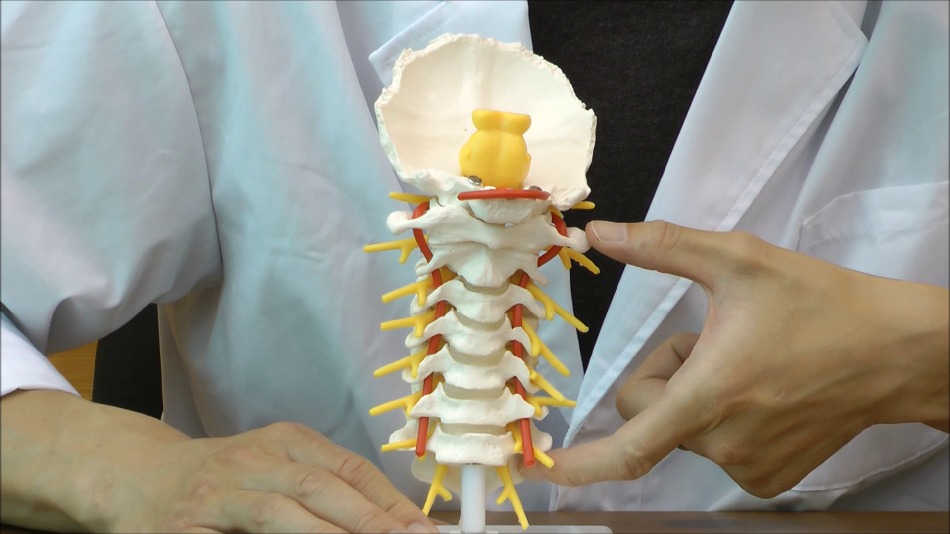 犬の頚椎模型 頚椎モデル | 日本スリービー・サイエンティフィック