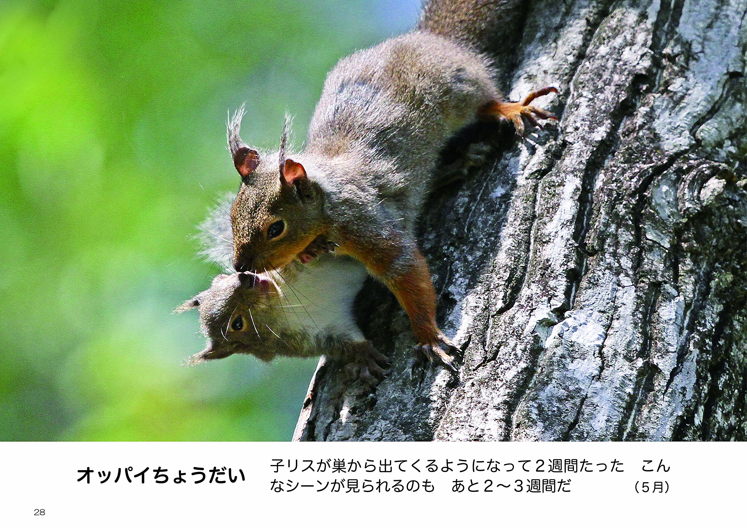 子リスの学校 森の中 ニホンリス 野生の一瞬 写真集 永田 博 本 通販 Amazon