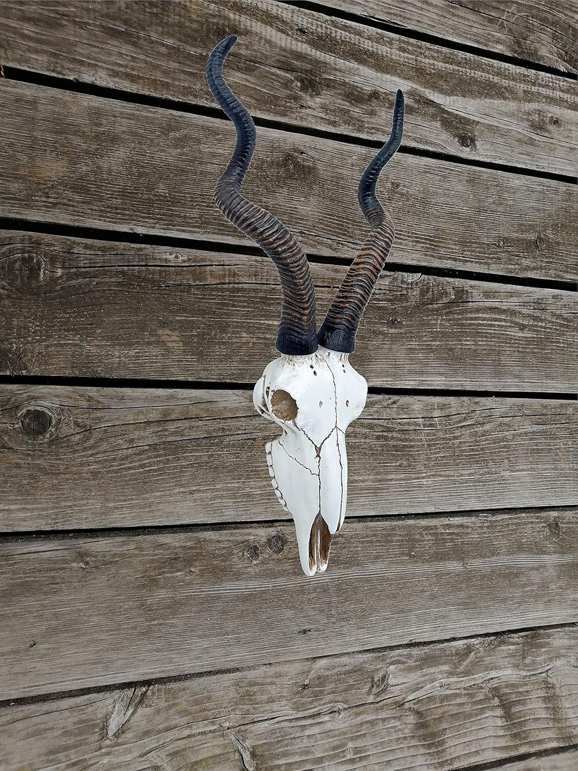 Top Brass 14 1/2" African Kudu Antelope Skull - Wall Mount Head - Rustic Safari Decor