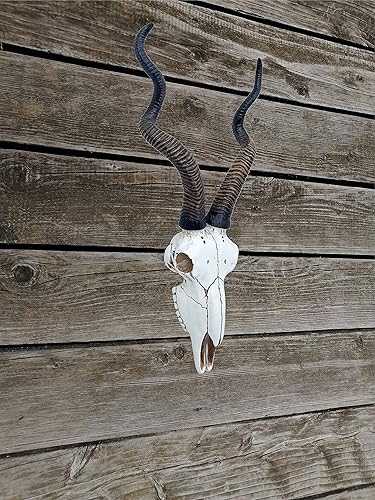 Miniatura 7 de Top Brass Calavera de antílope Kudu africano de 14 12 pulgadas, cabeza de montaje en pared, decoración rústica de safari