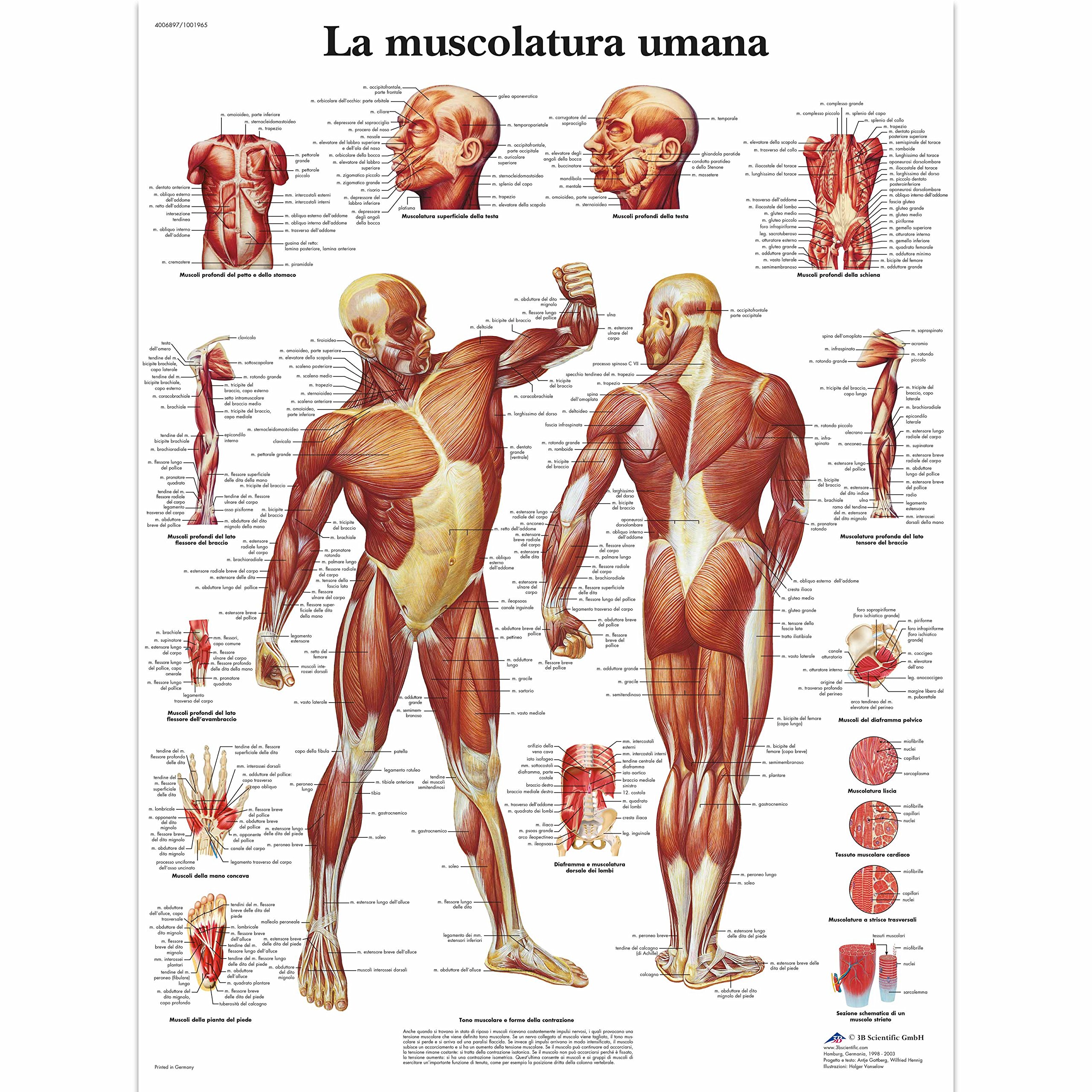 3B Scientific Poster la Muscolatura Umana & VR4113L Lo Scheletro Umano