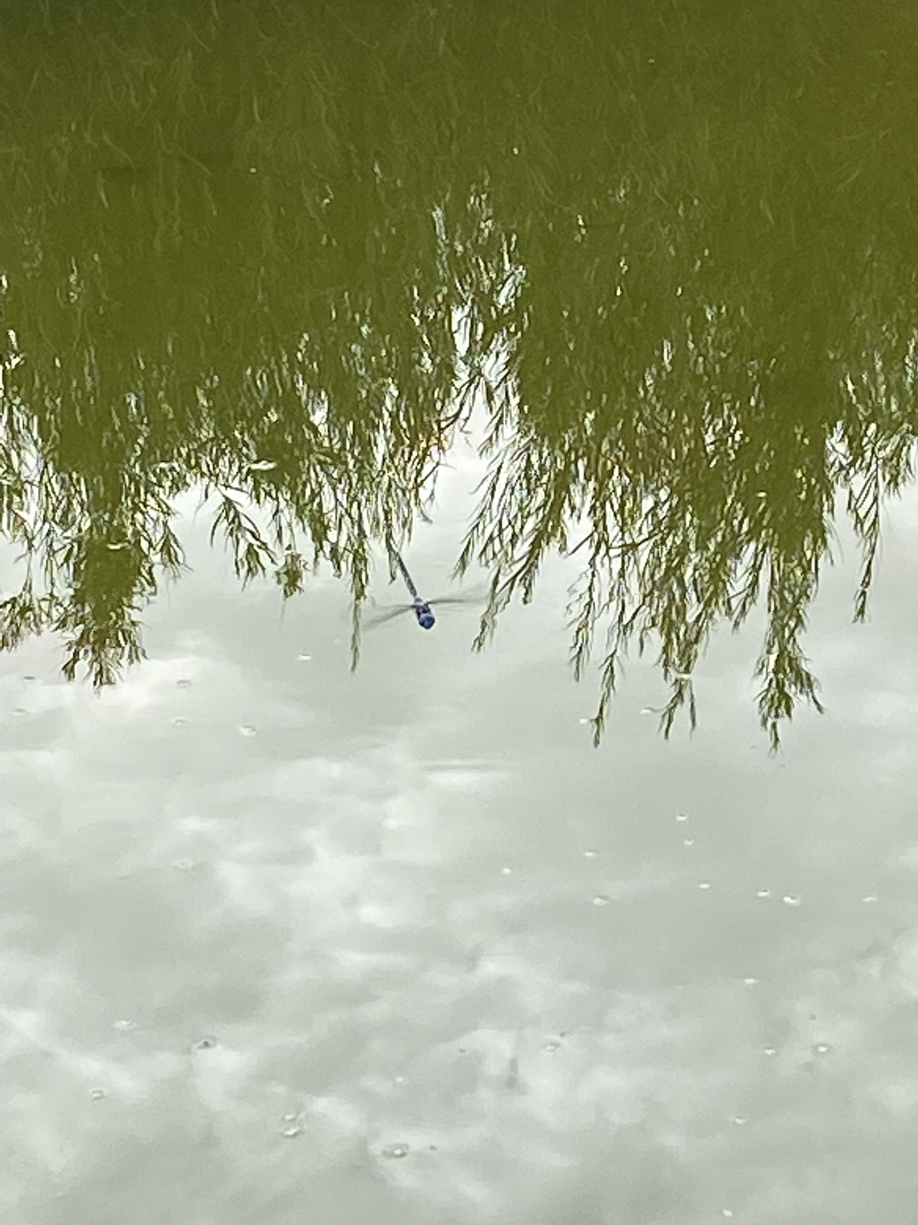 TetraPond Pond Flakes, Complete Nutrition for Smaller Pond Fish, Fish Food for Goldfish and Koi Fish, 6.35 Ounces photo review