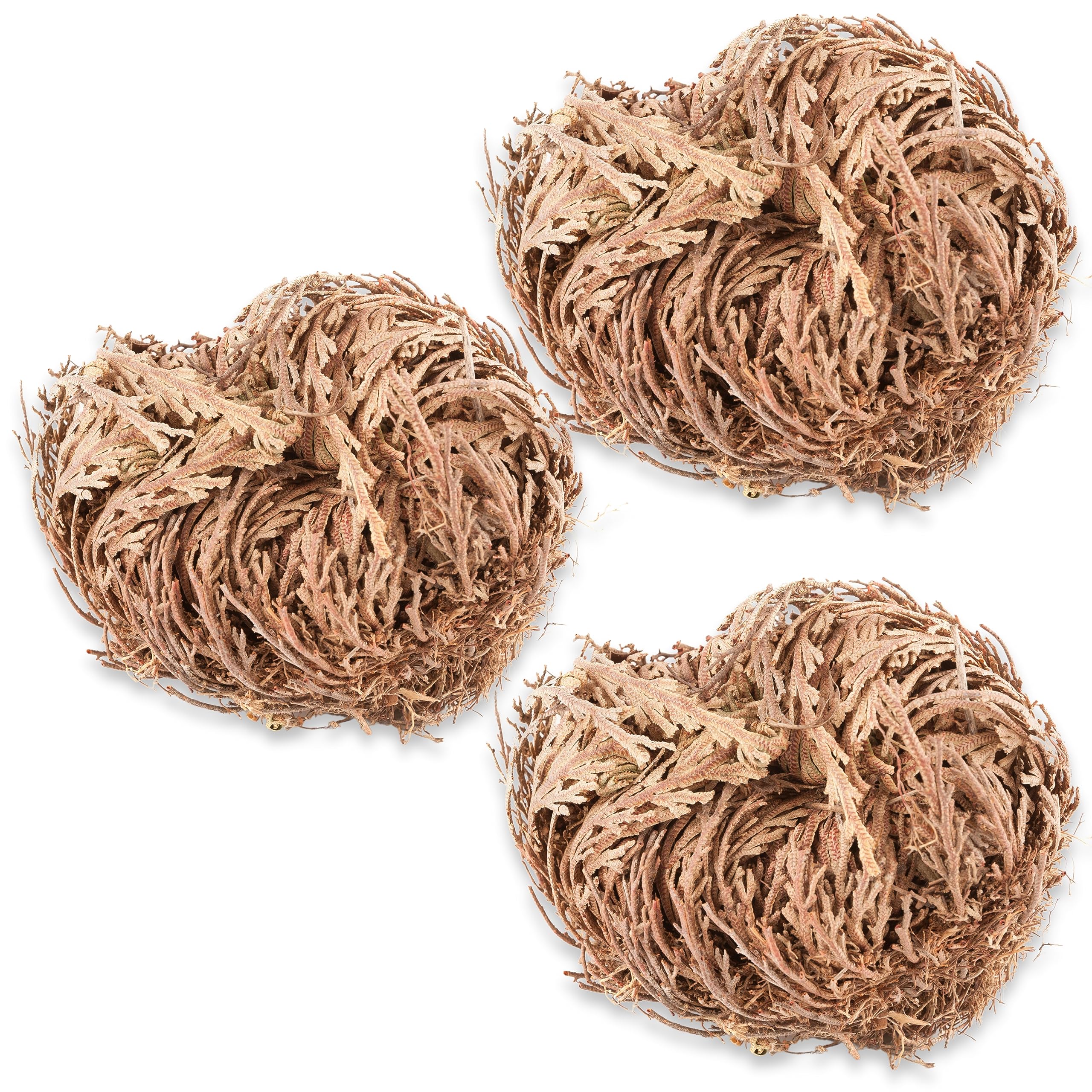 3 - Rose of Jericho Flower I Medium Size | Flor de Jericó - Resurrection Plant | Selaginella Lepidophylla | Dried Rose I Doradilla Plant | 3''' - 4'' Each I Spiritual Cleansing, Luck, and Prosperity