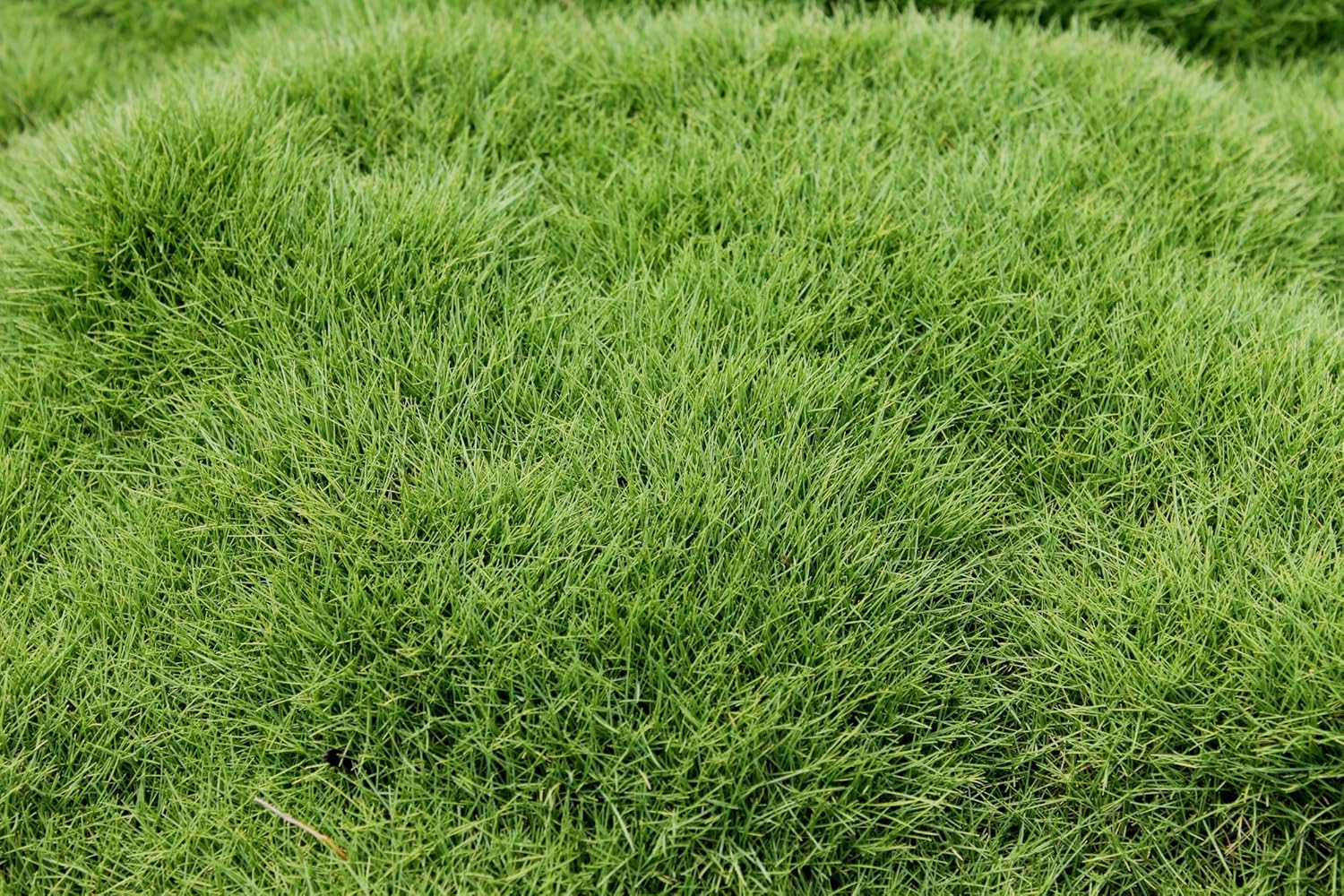 Emerald Zoysia (Zoysia Emerald) grass seeds-1/8 lb