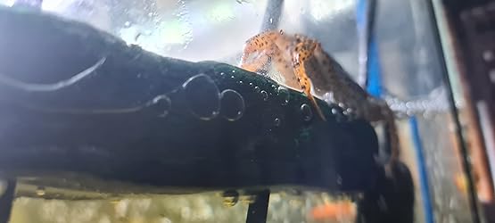 Bigtron Turtle Platform, Floating Turtle Pier Rectangular Terrapin Dock Pu Foam Aquarium Float Decoration Bask Terrace Climb Brazilian Tortoise