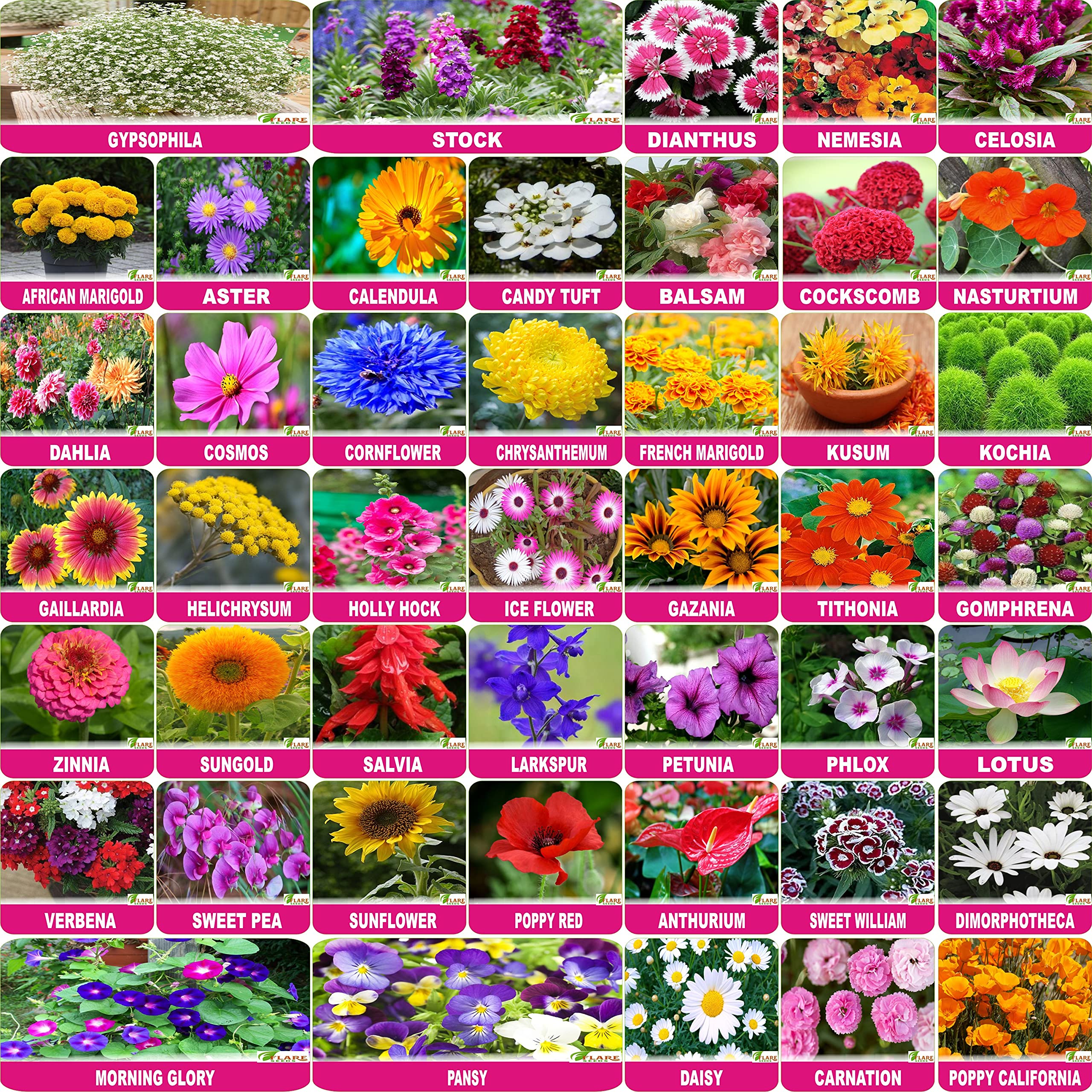 See full amazon price history chart for FLARE SEEDS Flower Seeds : Plant Seeds Outdoor Combo of 45 Packet of Seeds Garden Flower Seeds Pack By FLARE SEEDS, Multicolour (45flowernewcombo) FLARE SEEDS Flower Seeds : Plant Seeds Outdoor Combo of 45 Packet of Seeds Garden Flower Seeds Pack By FLARE SEEDS, Multicolour (45flowernewcombo) (B09C4JVWZT) Amazon Price History, Amazon Price Tracker