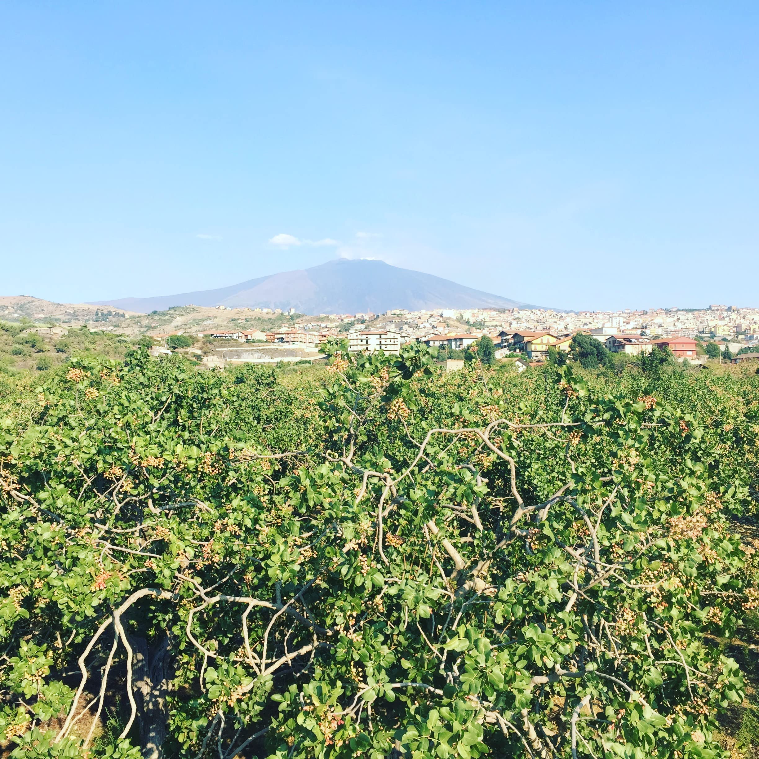 Pistacchio Verde di Bronte D.O.P. & SlowFood (500)