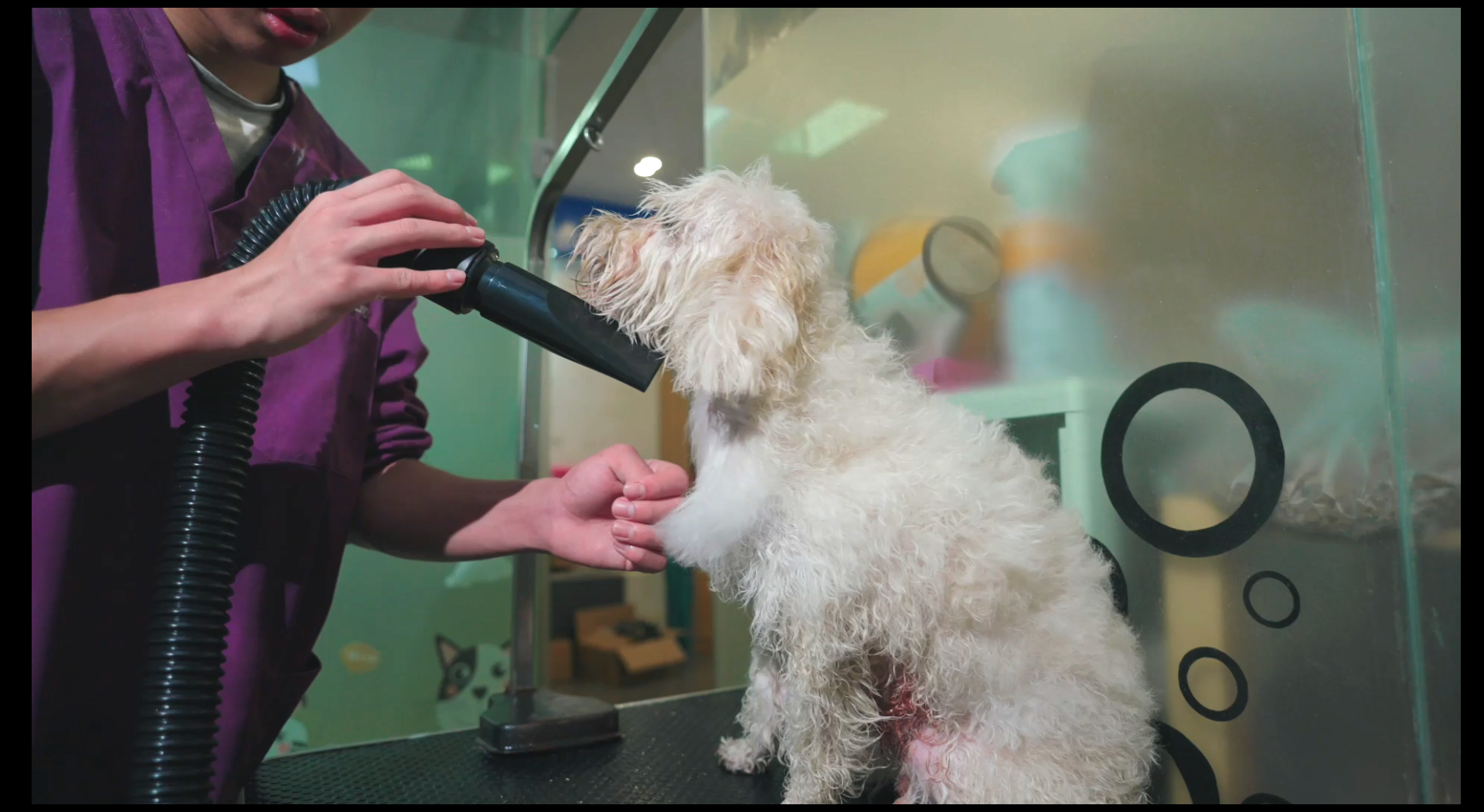 Watch Blanlody dog dryer on Amazon Live
