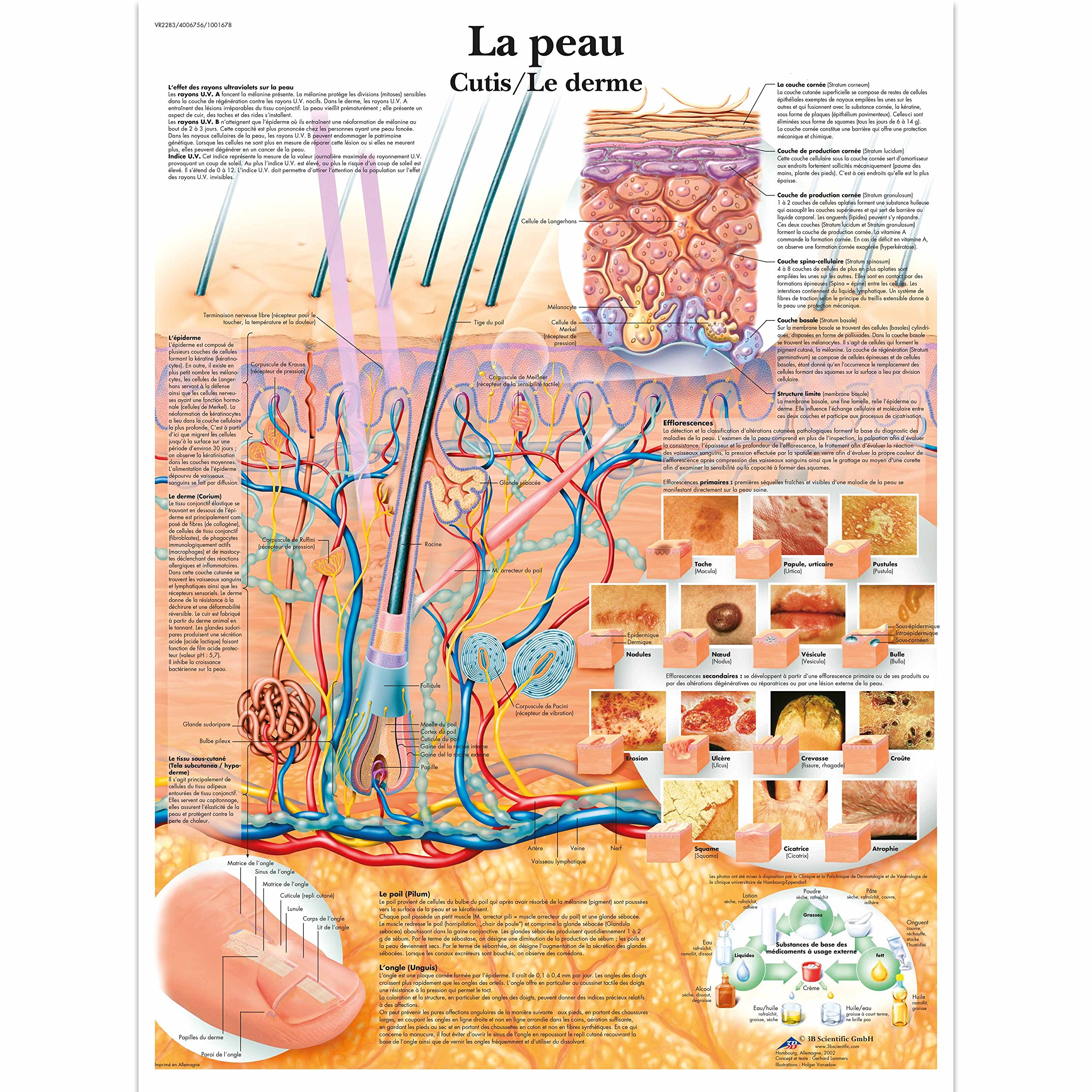 3B Scientific VR2283UU Anatomical Chart "La Peau, Le Derme", Paper Version