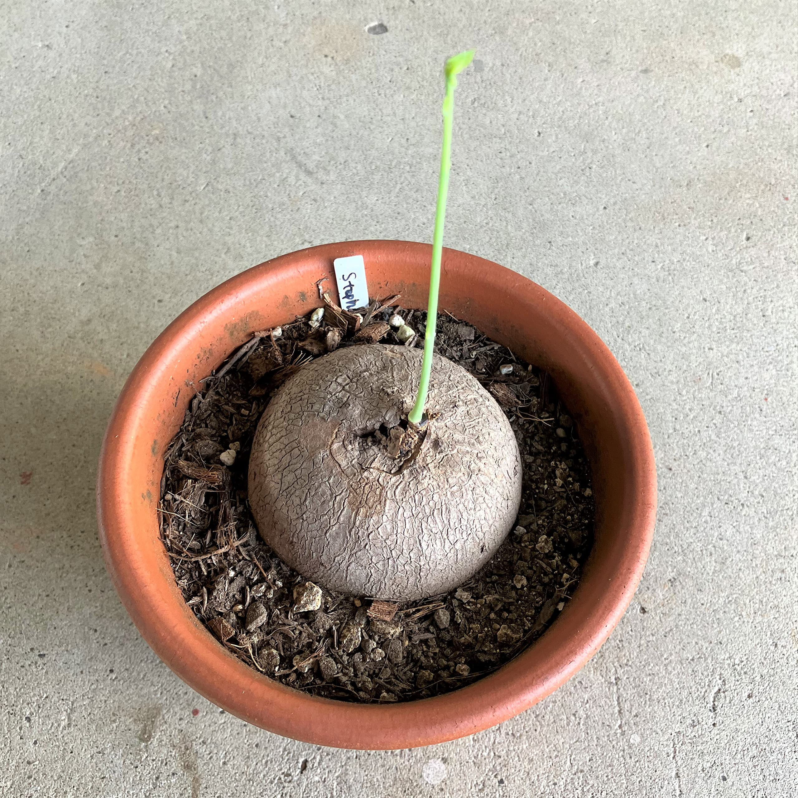 Amazon.co.jp: はなみどり コーデックス ステファニア エレクタ